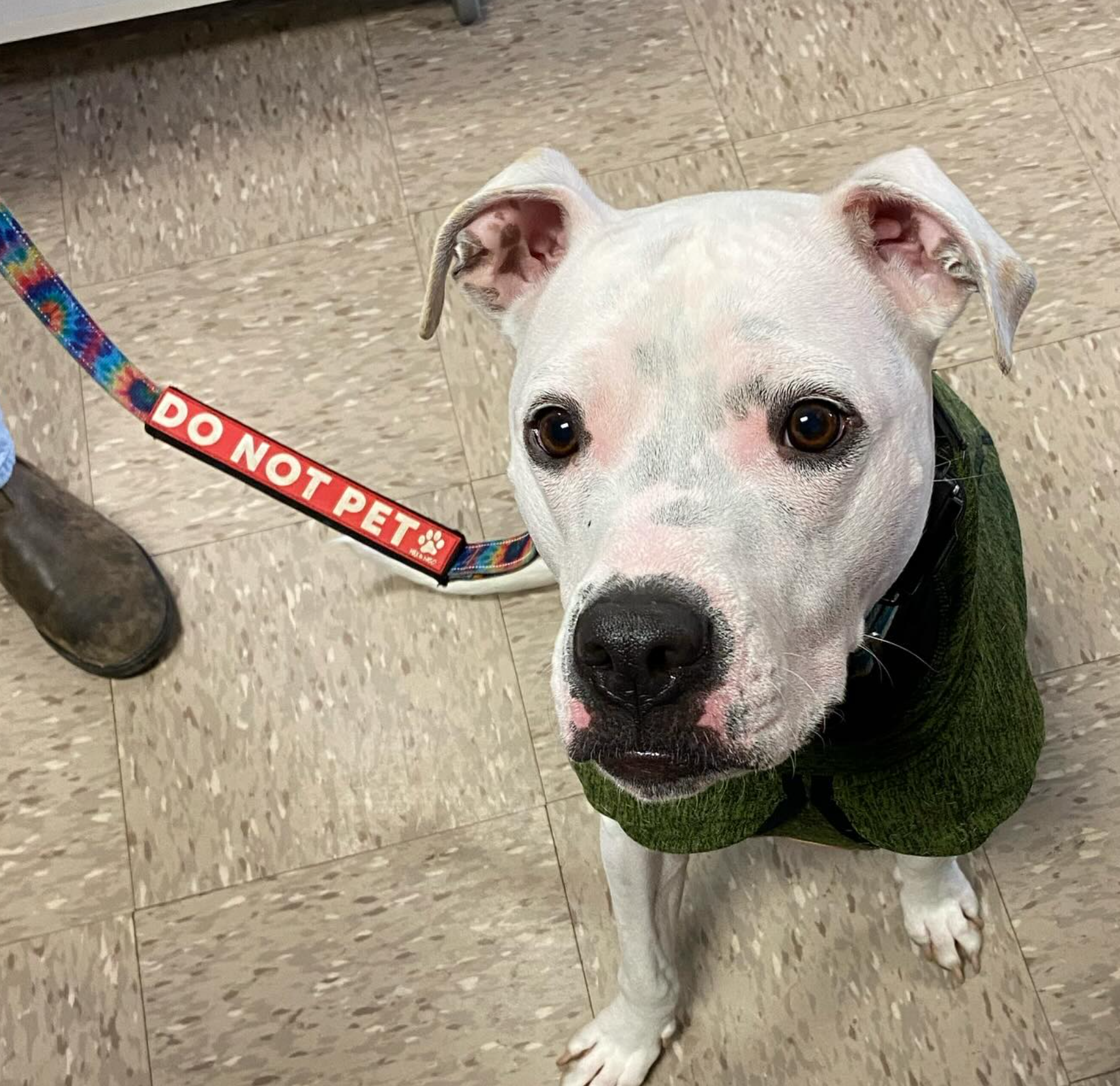 A white dog wearing a green sweater and a leash that says do not pet