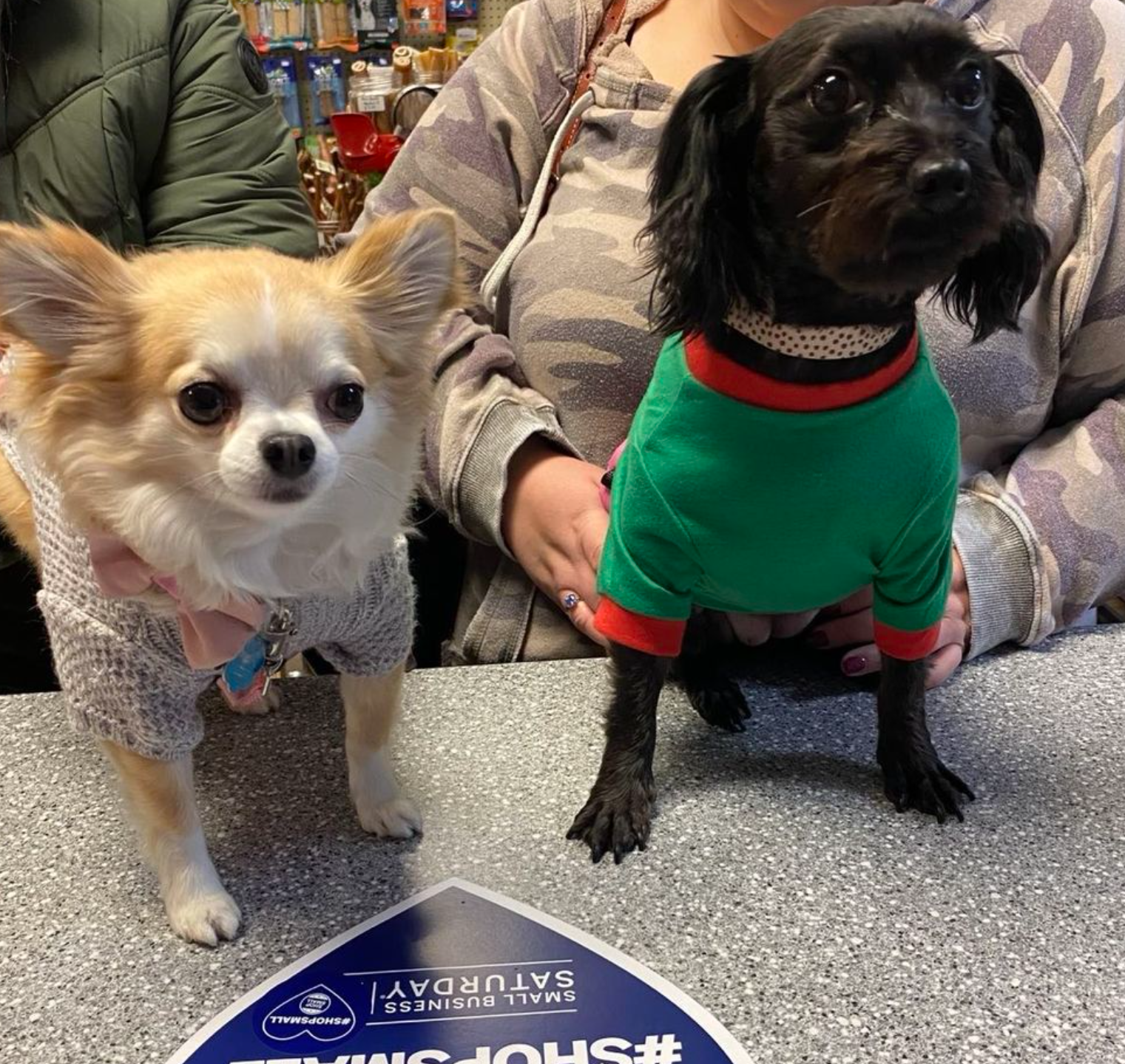 Two dogs wearing sweaters are standing next to each other on a table
