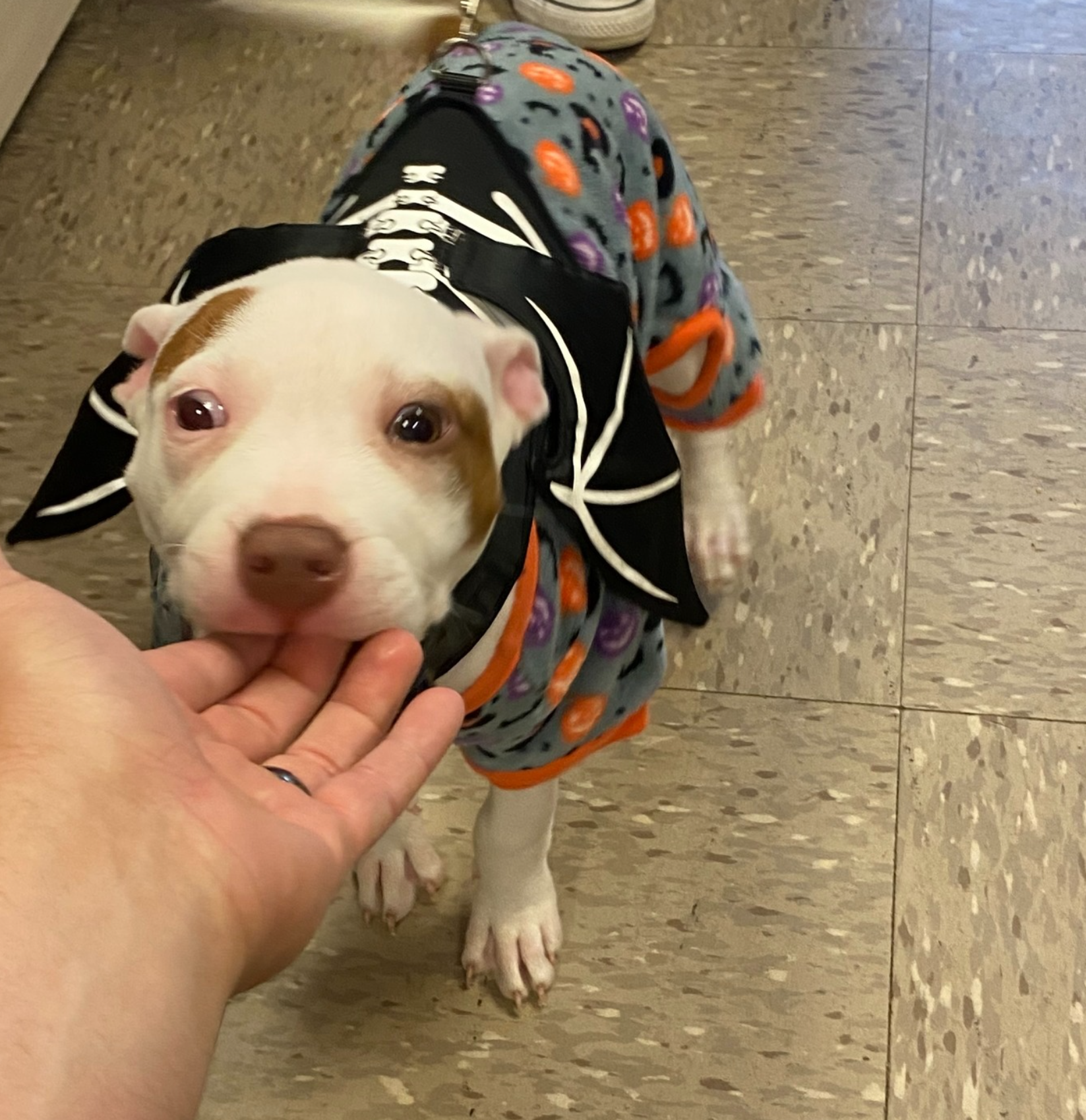 A person is petting a small white dog wearing a halloween costume
