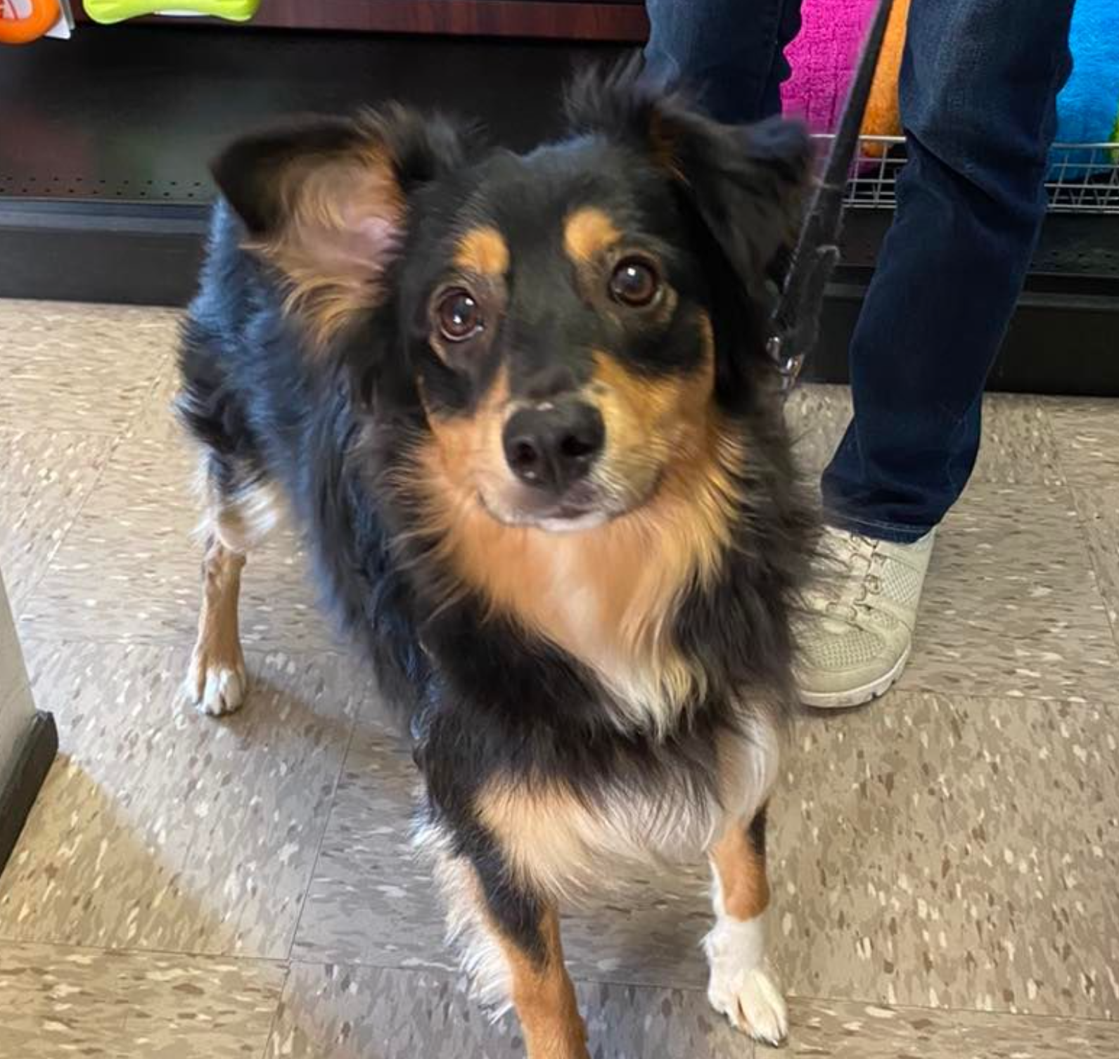 A black and brown dog is standing next to a person on a tiled floor