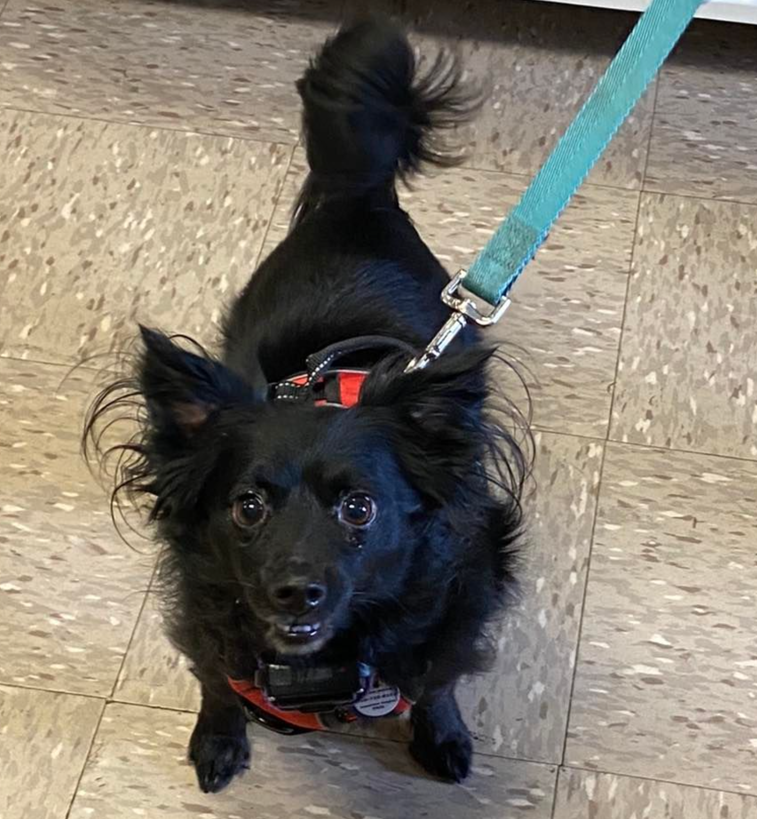 A small black dog is on a leash and looking at the camera