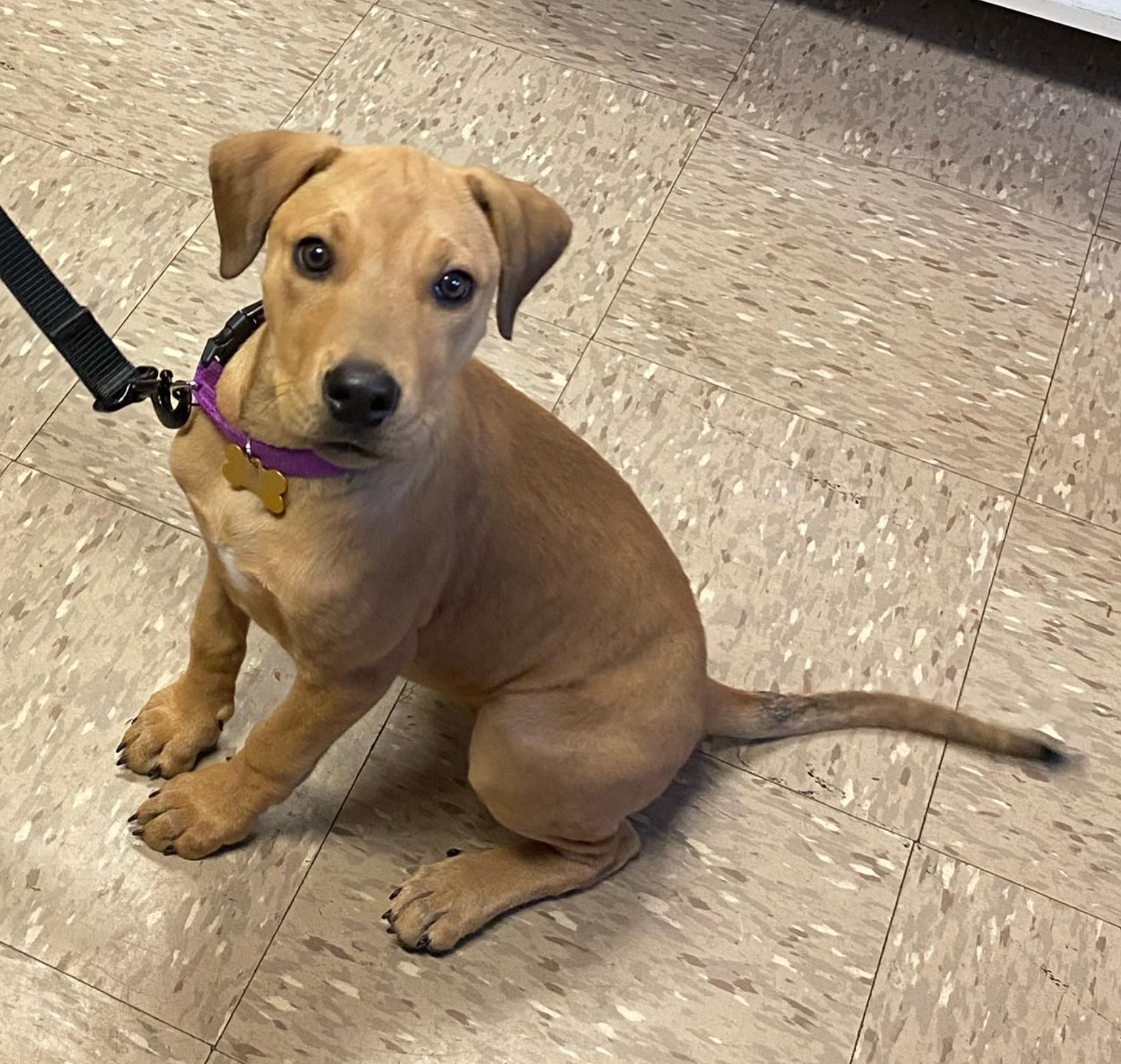 A brown dog with a purple collar is sitting on a tiled floor