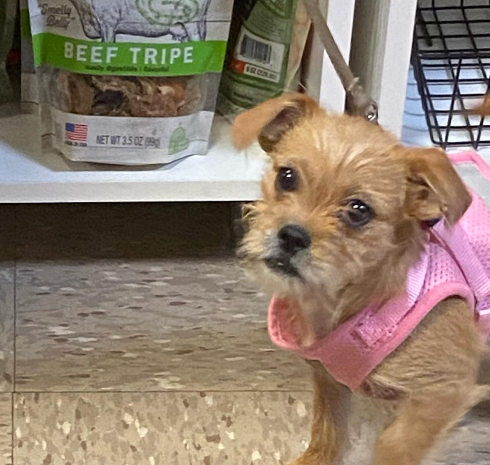 A small brown dog wearing a pink harness is standing in front of a bag of beef tripe