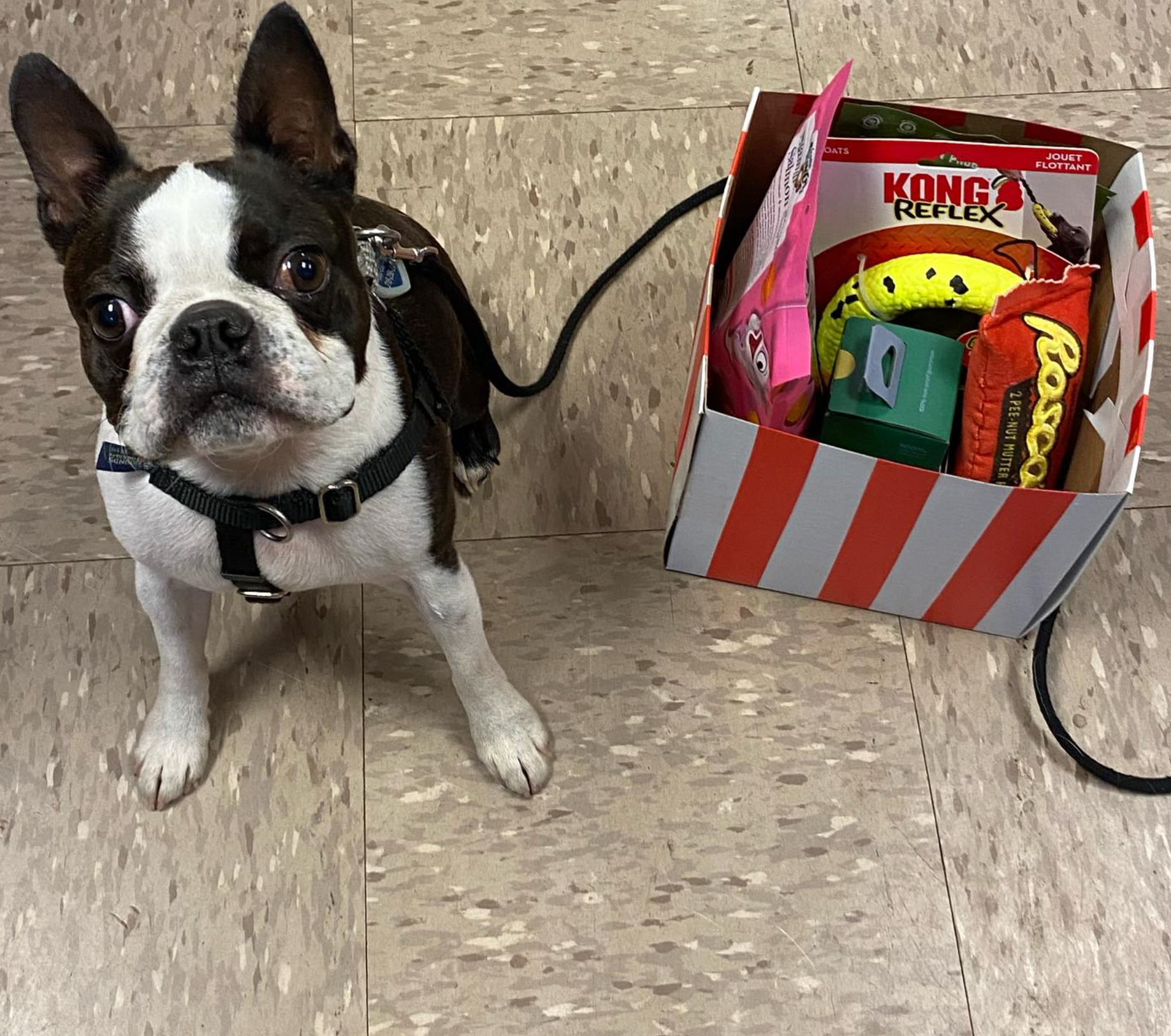 A brown and white dog standing next to a box of kong treats