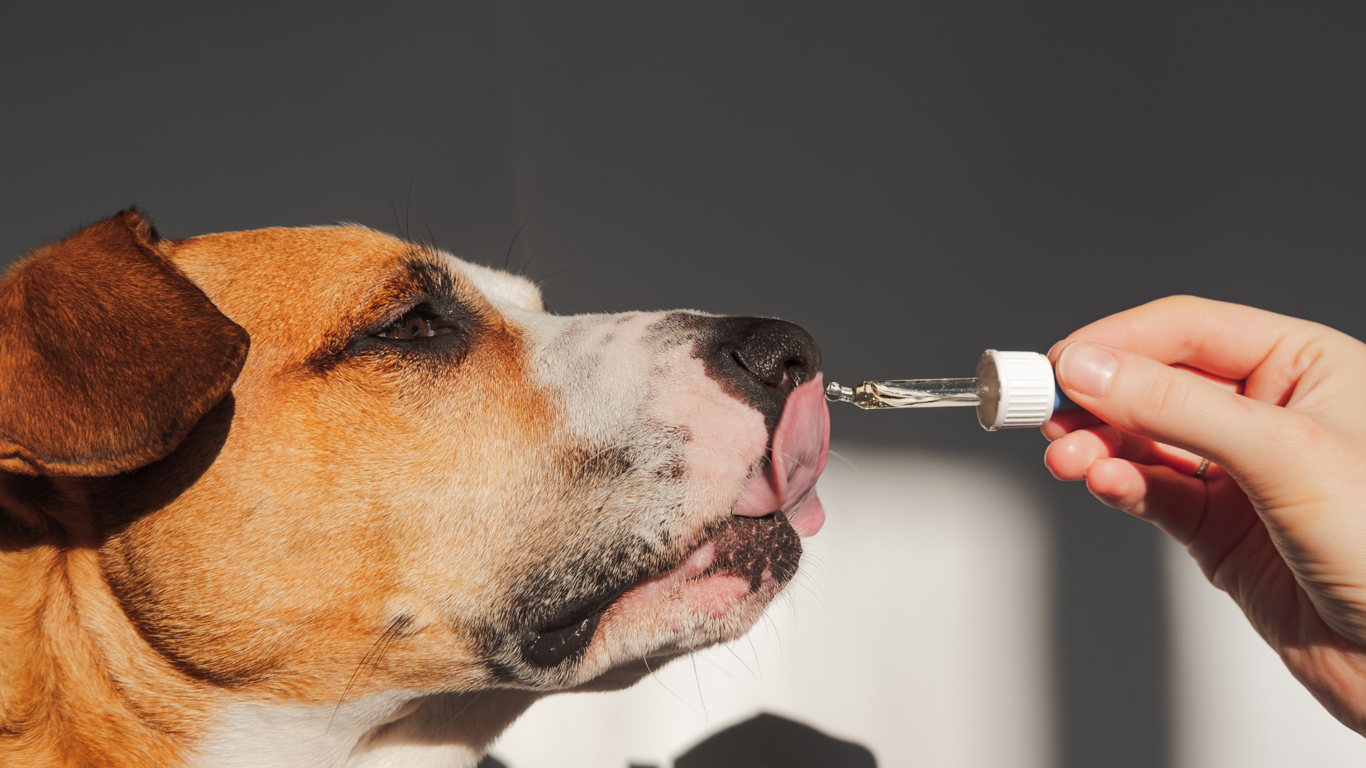 A person is feeding a dog a drop of liquid from a pipette