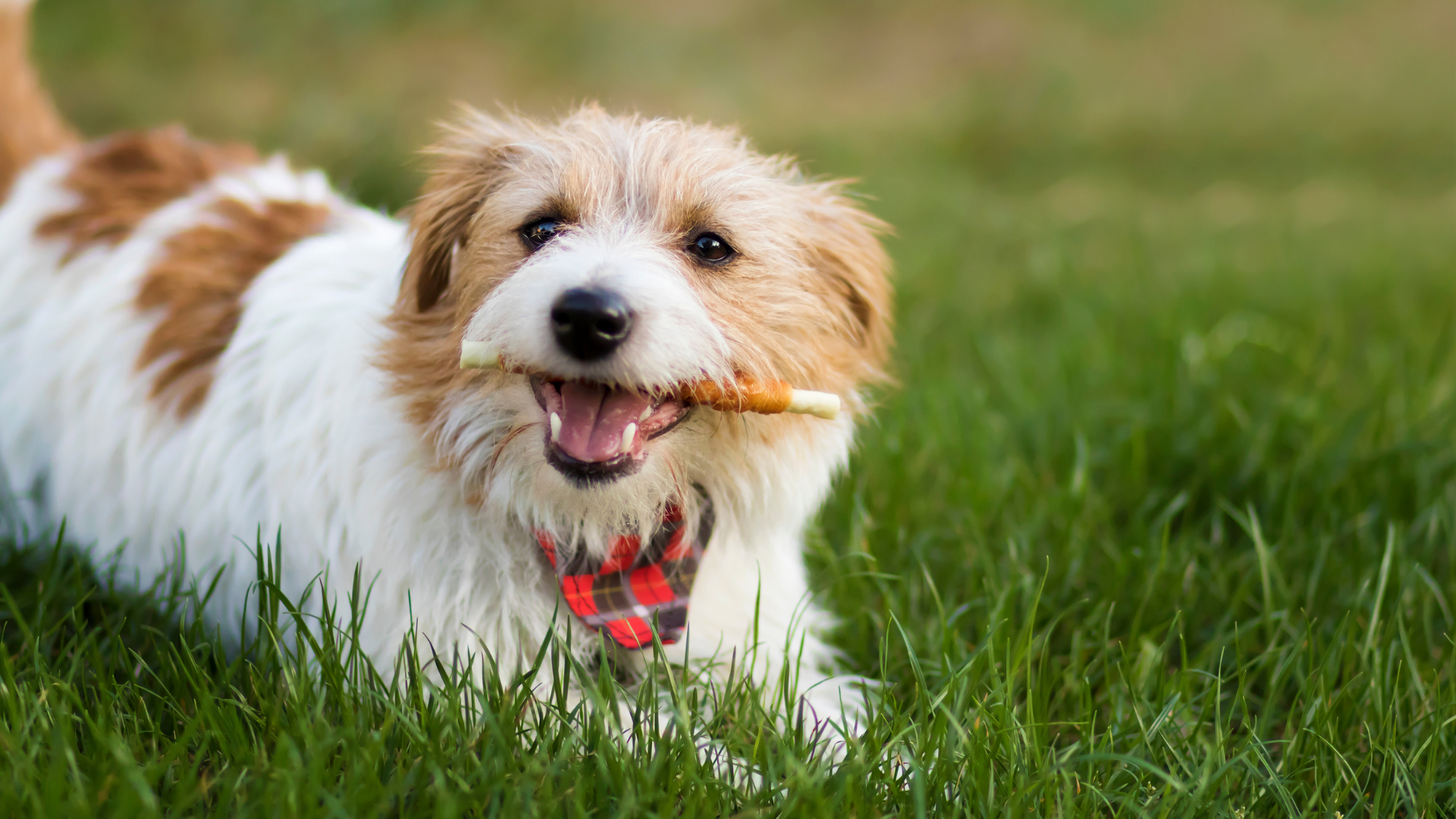 A small dog is chewing on a stick in the grass