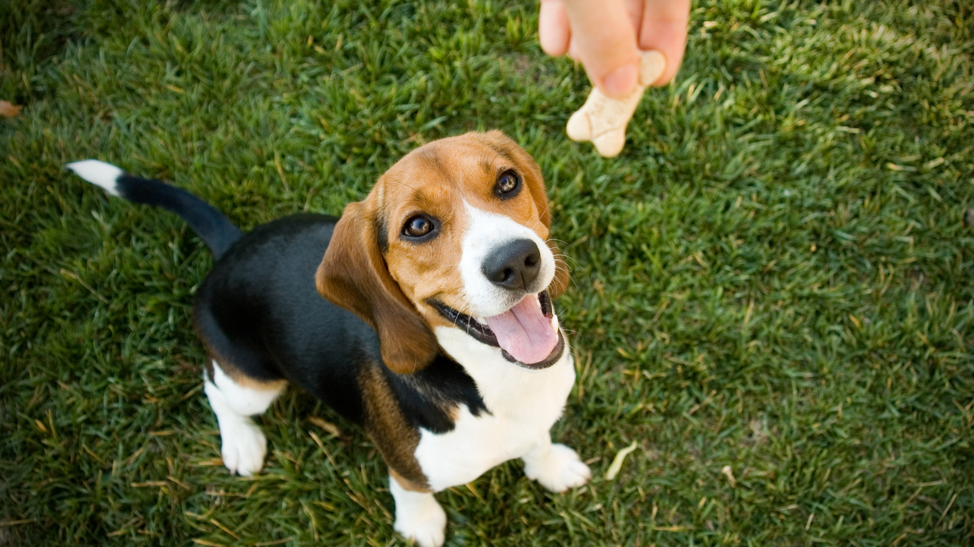A beagle puppy is sitting in the grass looking up at a person