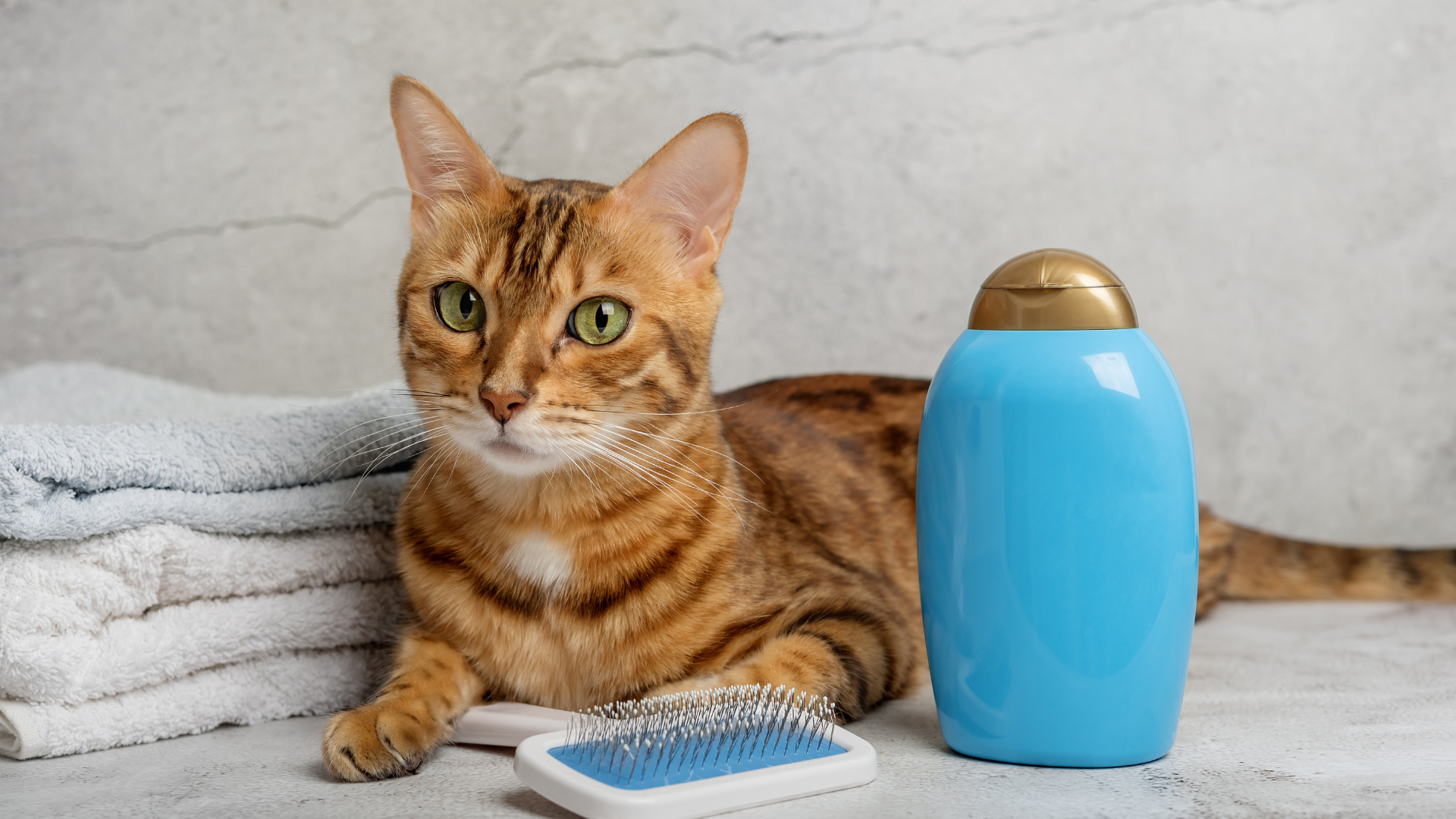 A cat is laying next to a bottle of shampoo and a brush