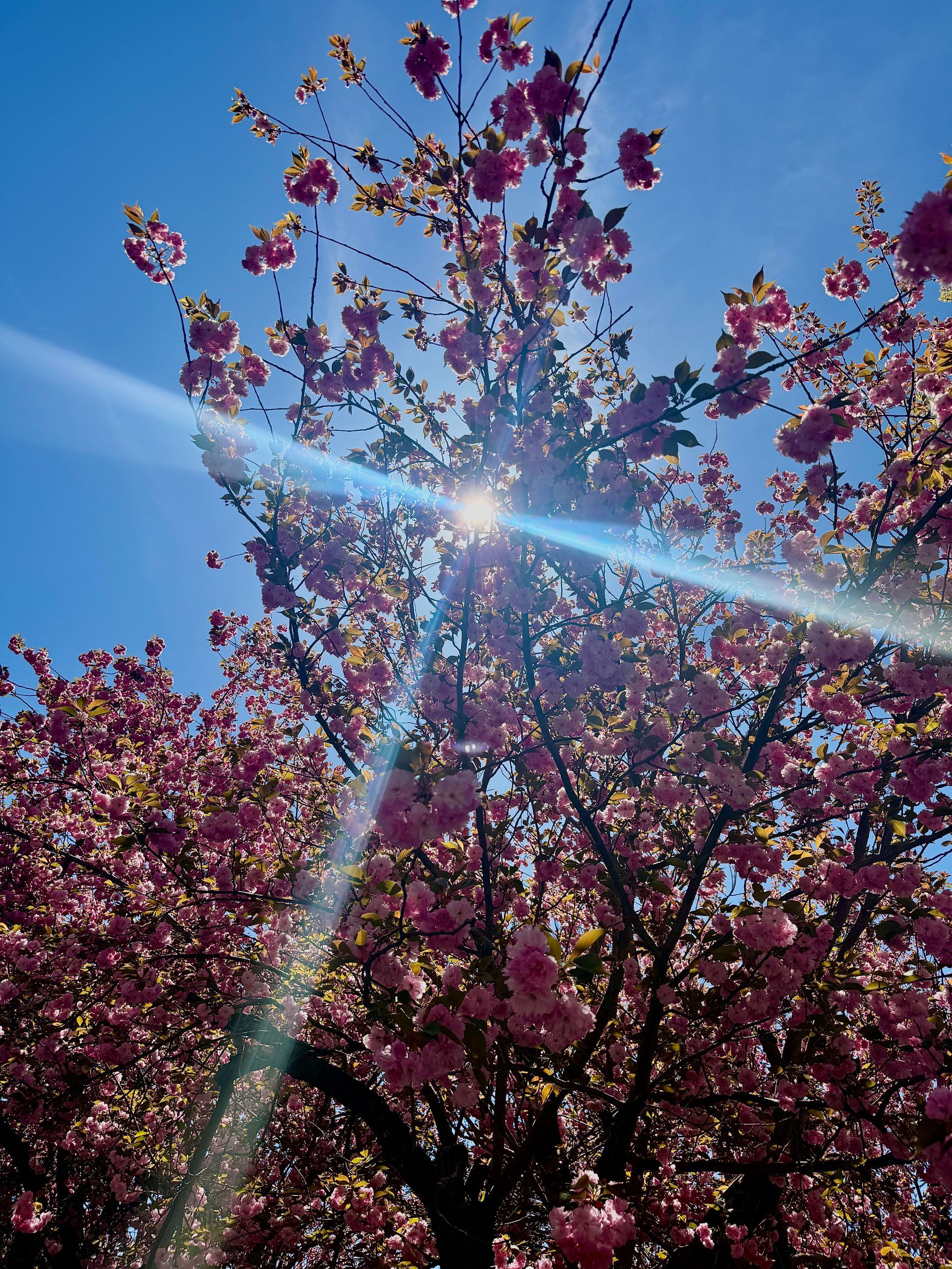 The sun is shining through the branches of a cherry blossom tree.