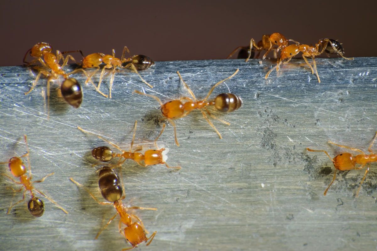 A group of ants are crawling on a piece of metal.