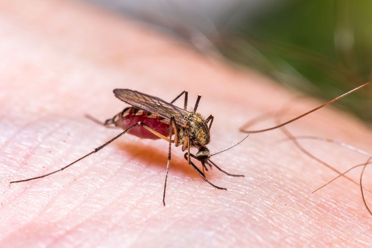 A mosquito is biting a person 's arm.