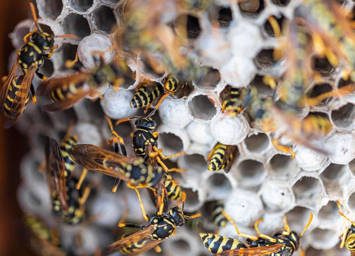 A close up of a wasp nest filled with wasps.