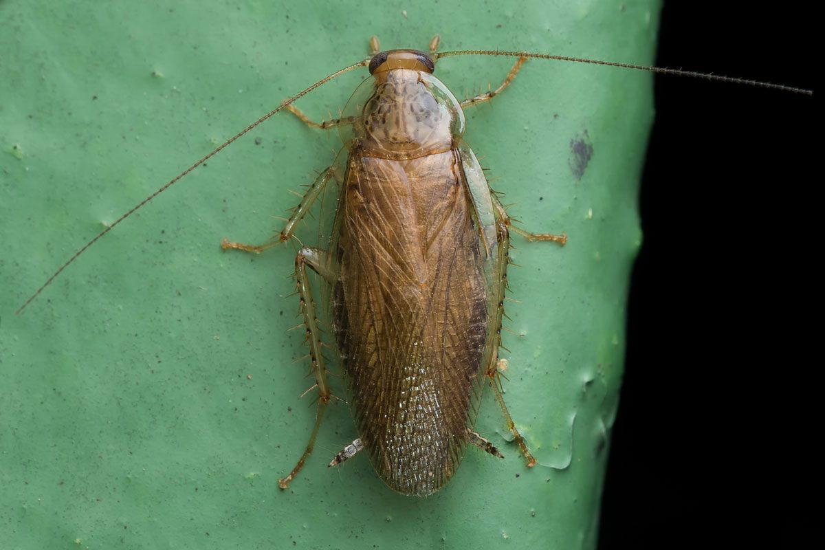 A cockroach is sitting on a green leaf.