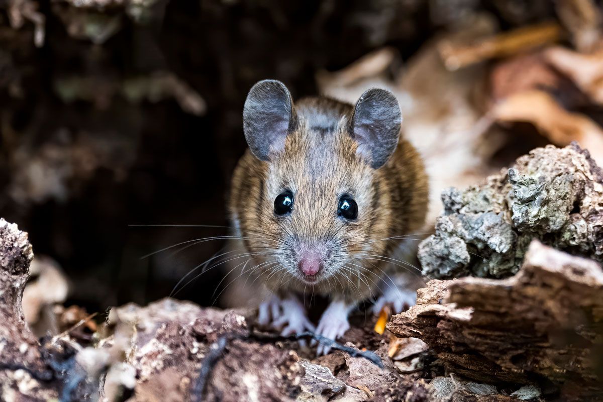 A mouse is sitting on a piece of wood and looking at the camera.