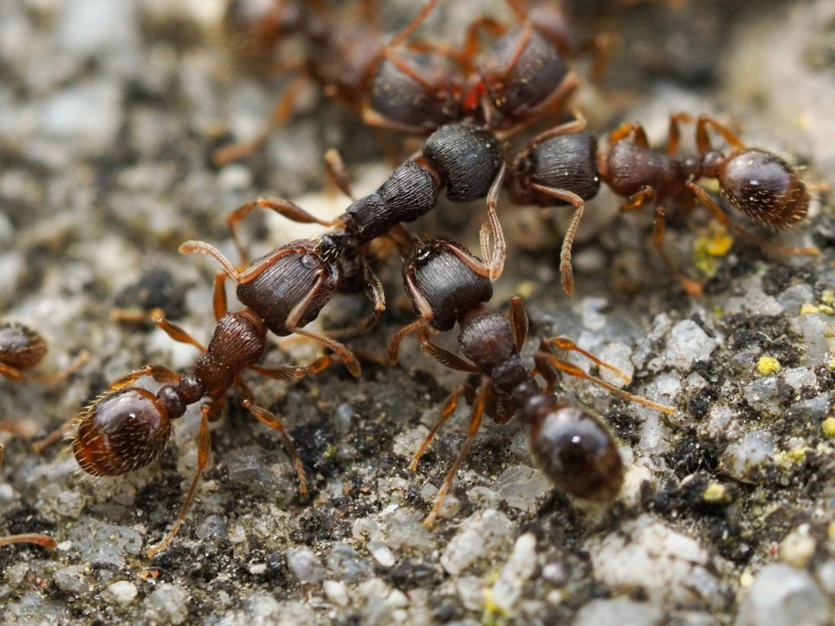 A close up of a group of ants crawling on the ground.