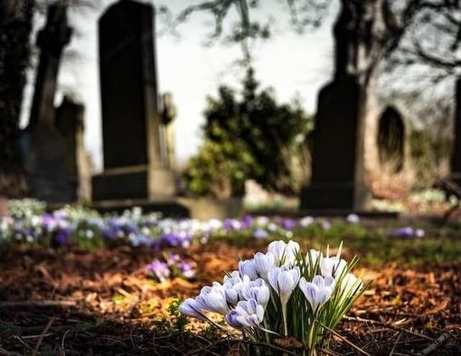 White flowers blooming in a cemetery among graves and fallen leaves