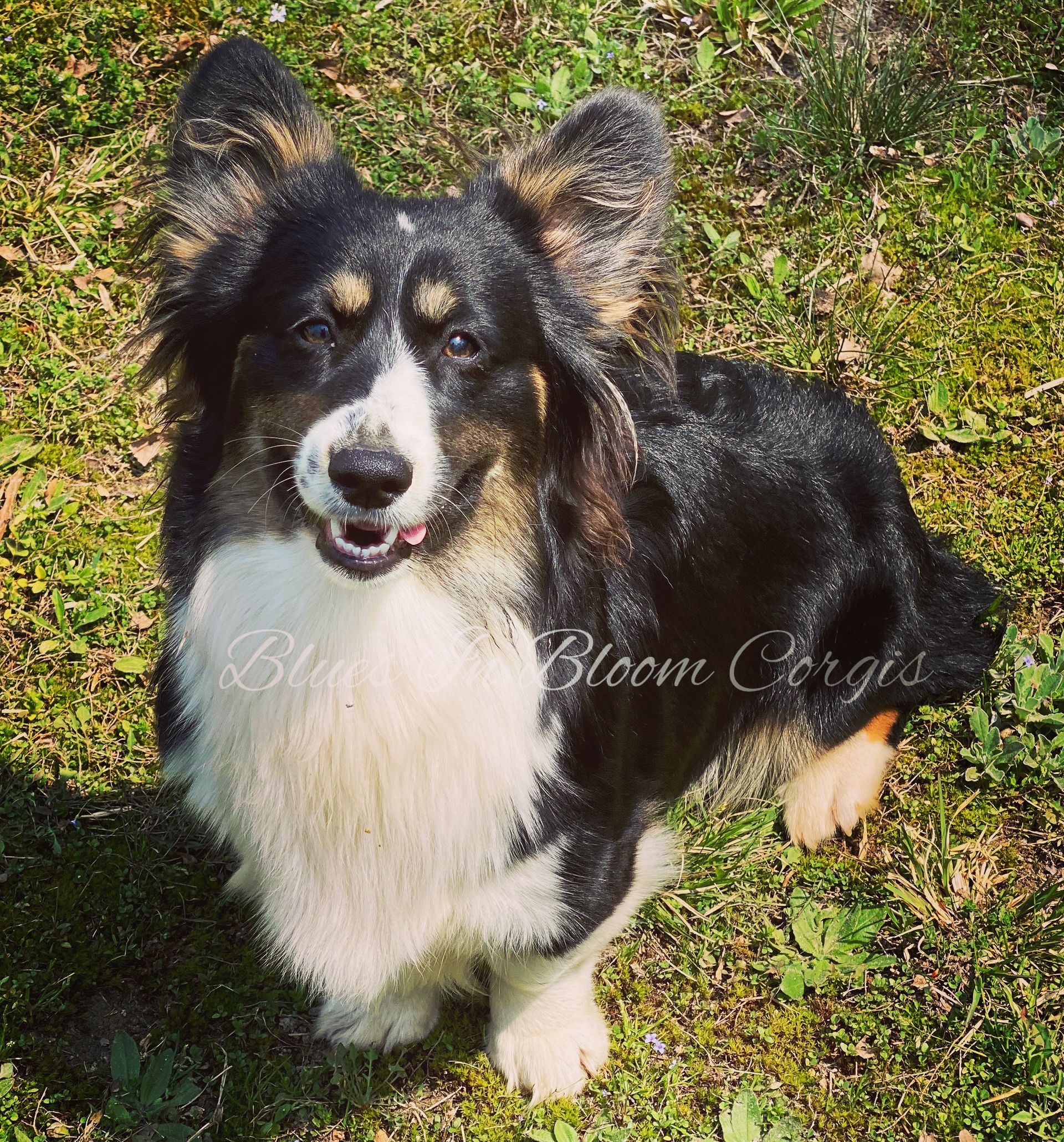 A black and white dog with bloom corgis written on the bottom