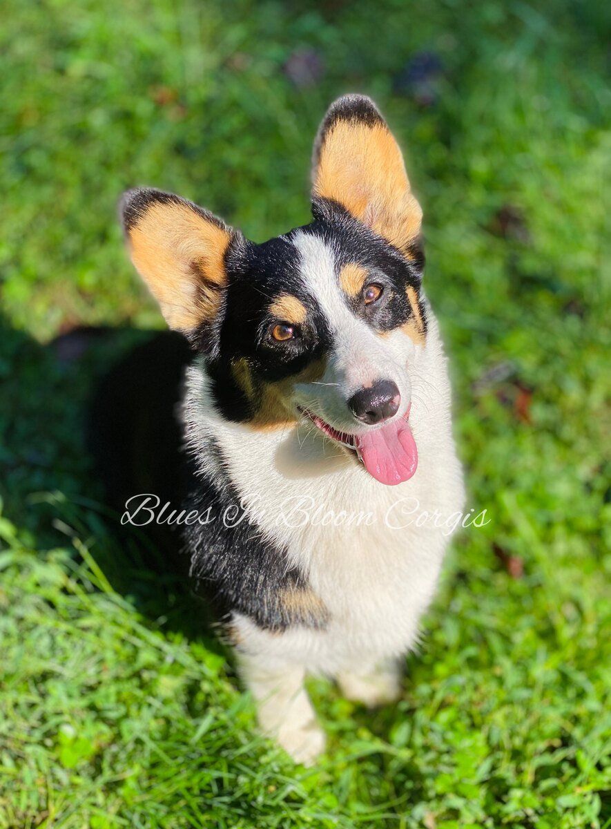 A black and white dog is standing in the grass with its tongue hanging out.