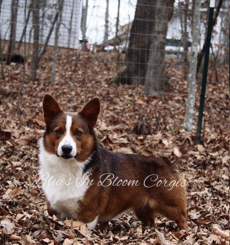 A brown and white dog with the name blues in bloom corgis