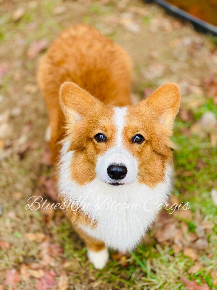 A brown and white corgi dog is standing in the grass looking up at the camera.