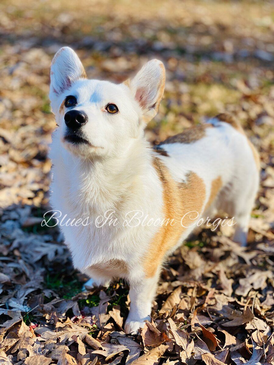 A white and brown dog is standing in a pile of leaves.