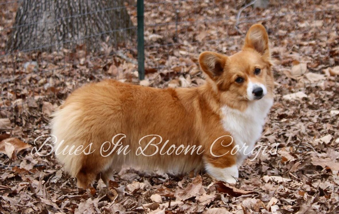 A brown and white dog is standing in a pile of leaves.