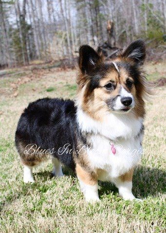 A black and white dog is standing in the grass.