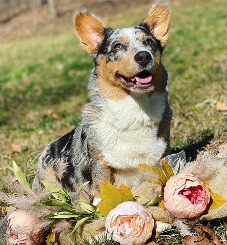 A corgi dog is sitting in the grass next to flowers.