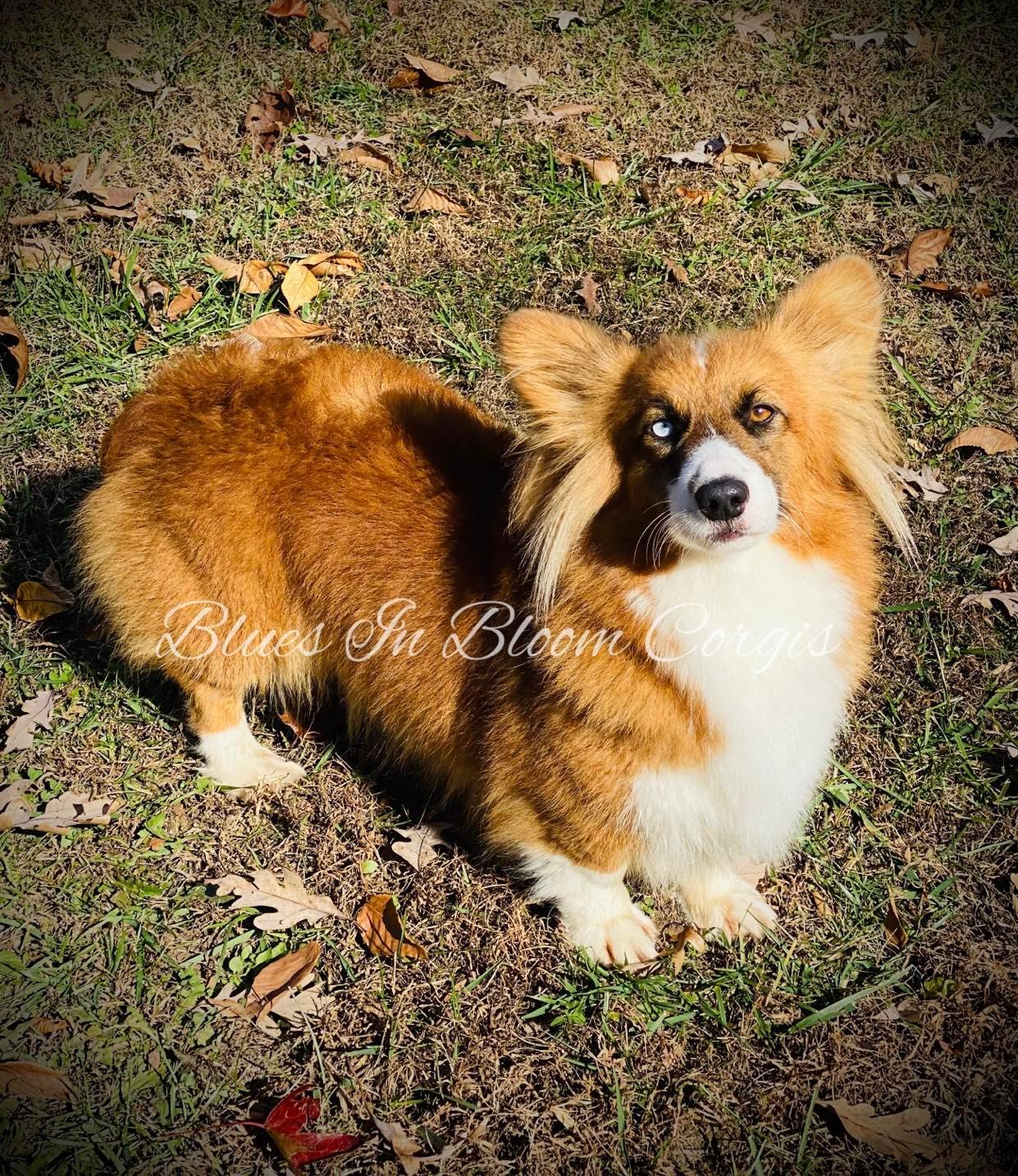 A brown and white dog is laying in the grass.