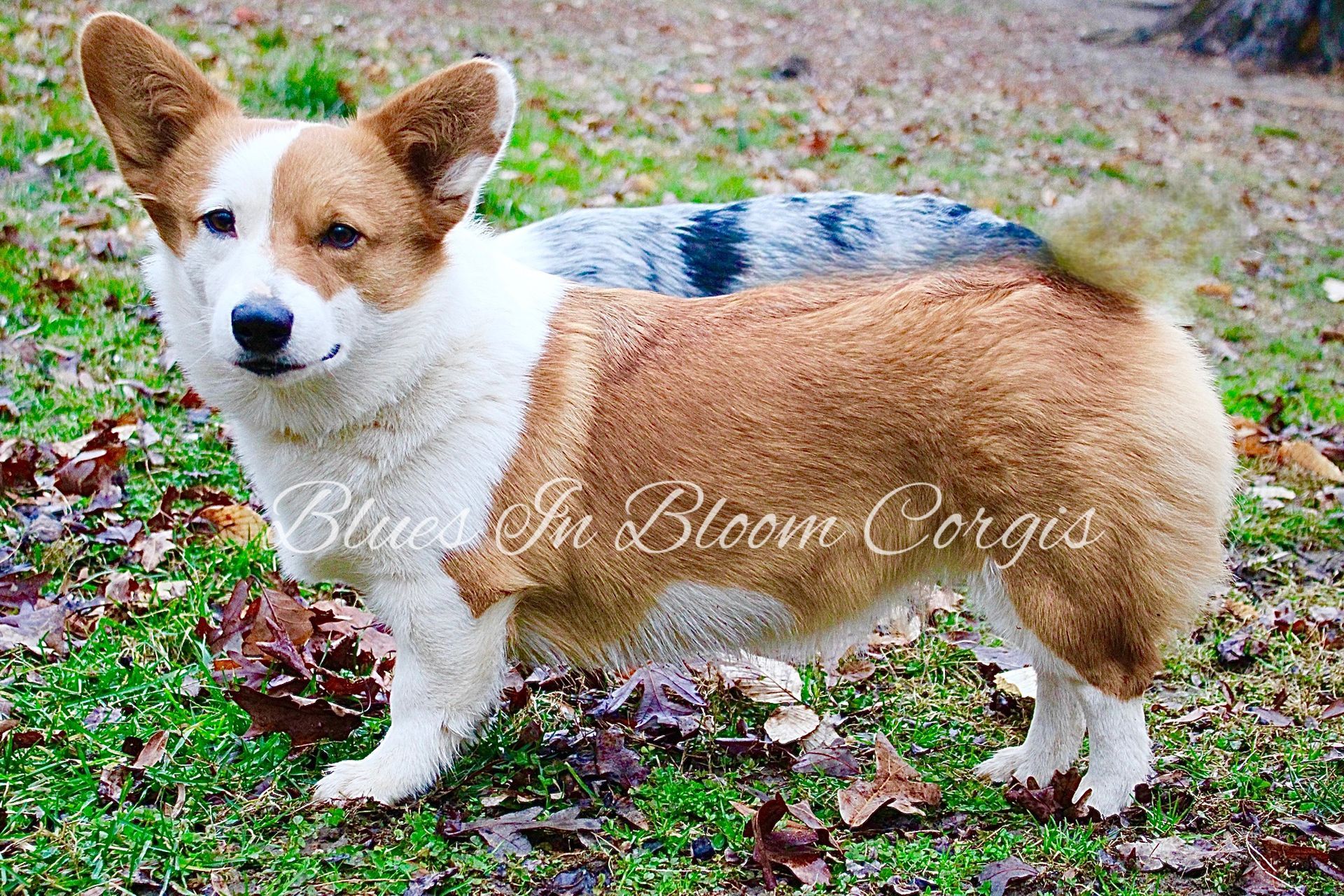 A brown and white dog is standing in the grass.