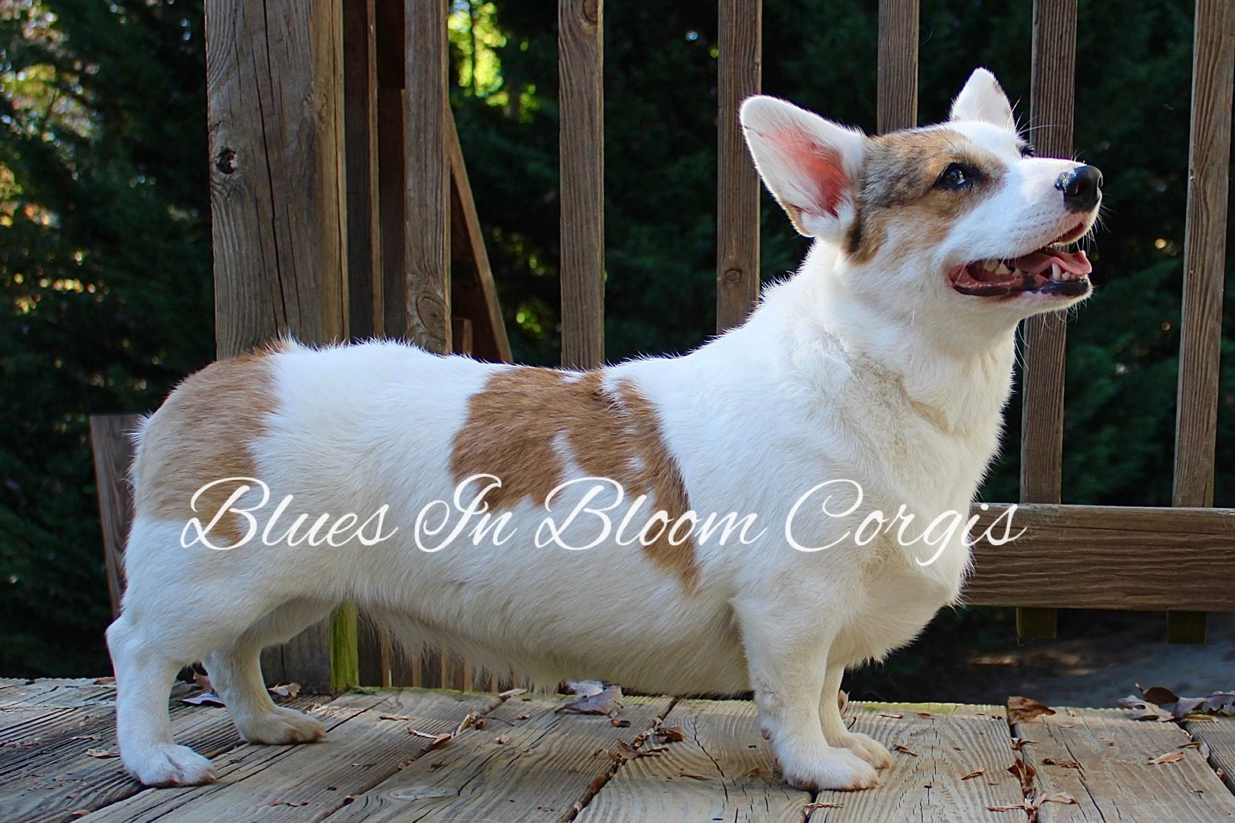 A brown and white dog with the words blues in bloom corgis on the bottom