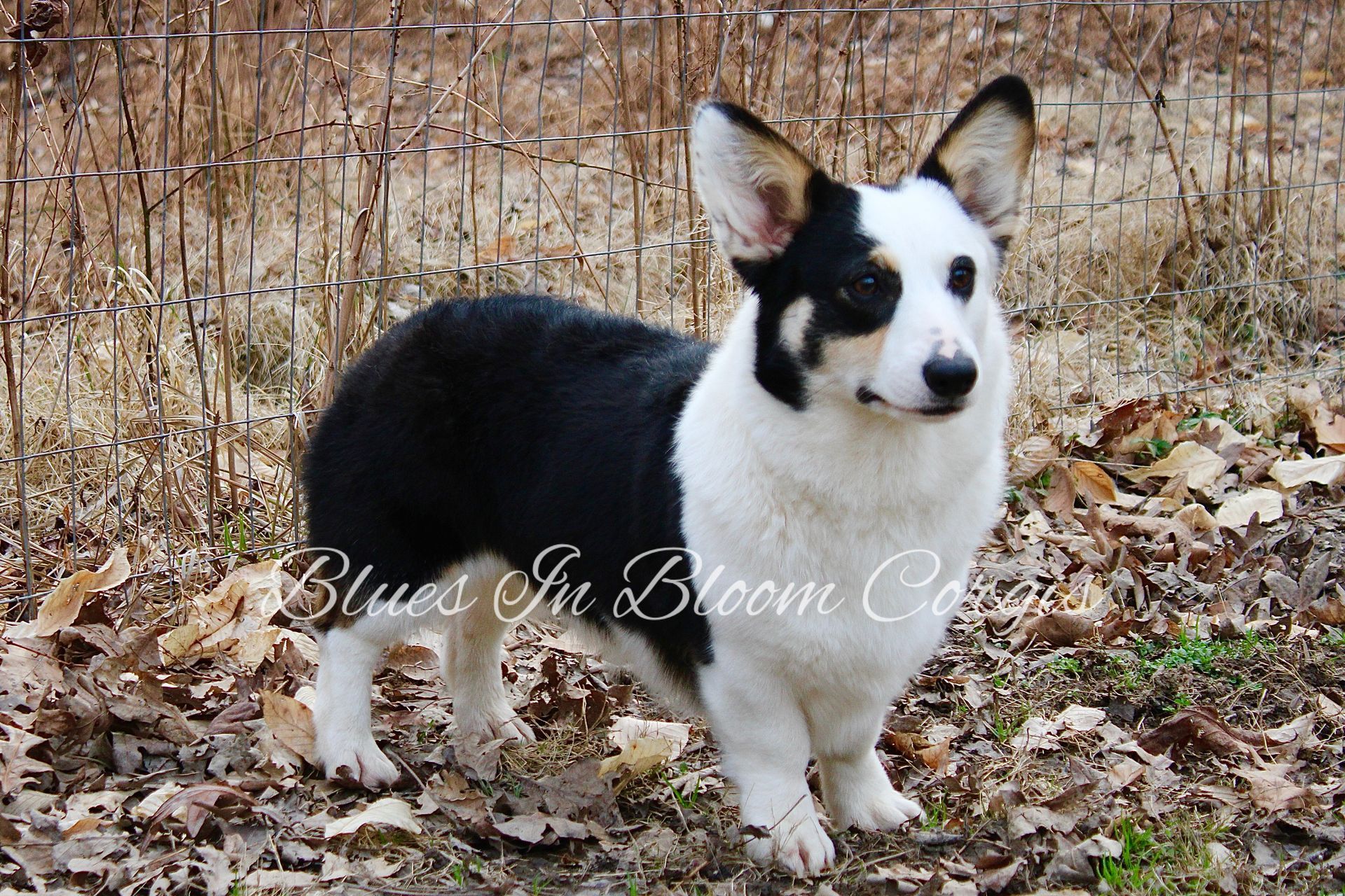 A black and white dog standing next to a fence with the words blues in bloom written on it
