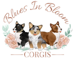 Blues in Bloom Corgis
