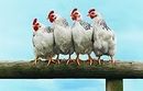 Four white chickens standing on a wooden rail against a blue sky
