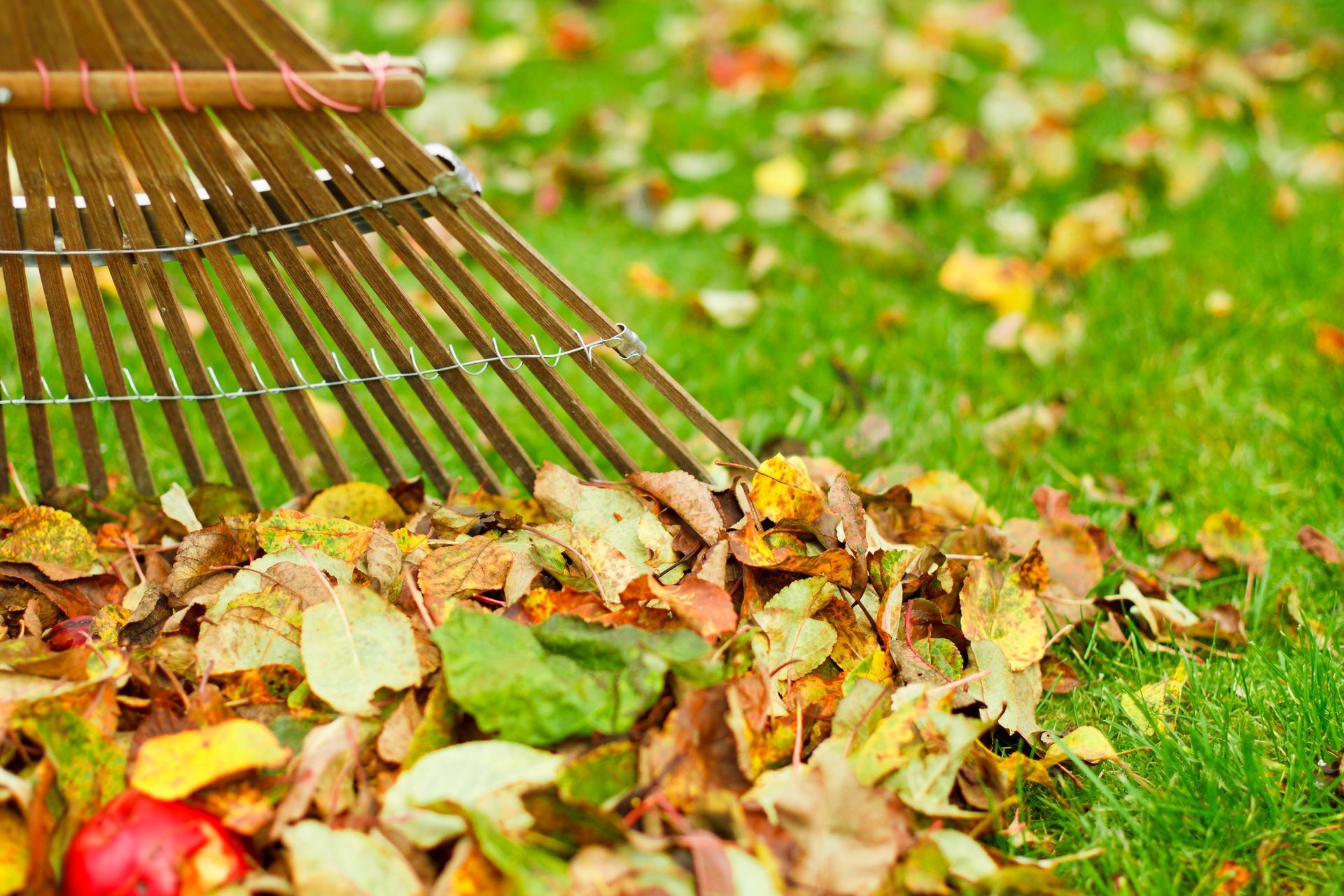 Local Leaf Removal Experts