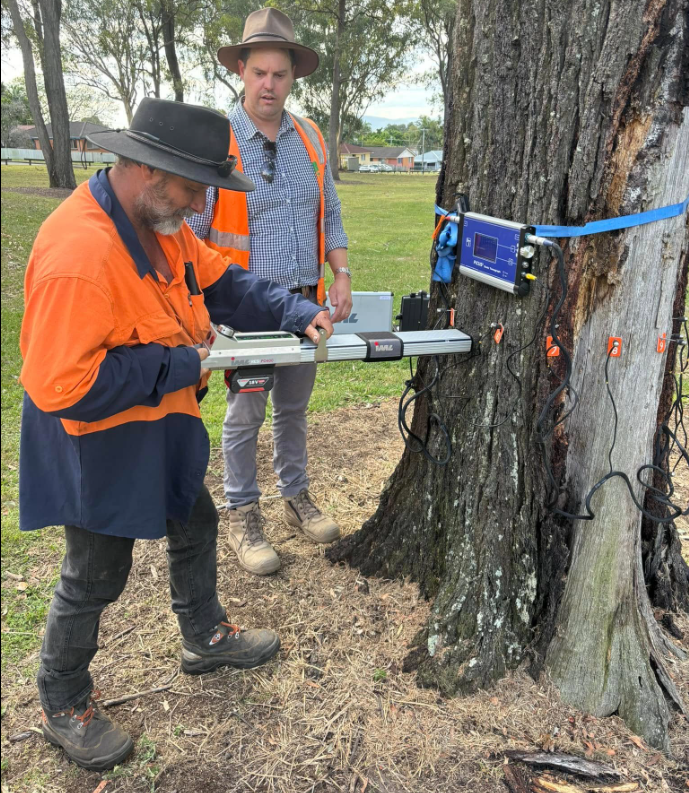 Tree Assessment Technology — Tom Thumbs Tree Works In Ningi, QLD