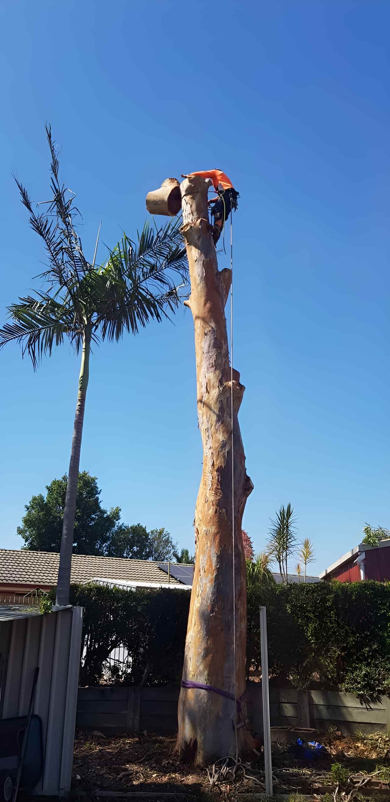 A Man Is Climbing Up The Side Of A Tall Tree — Tom Thumbs Tree Works In Beachmere, QLD