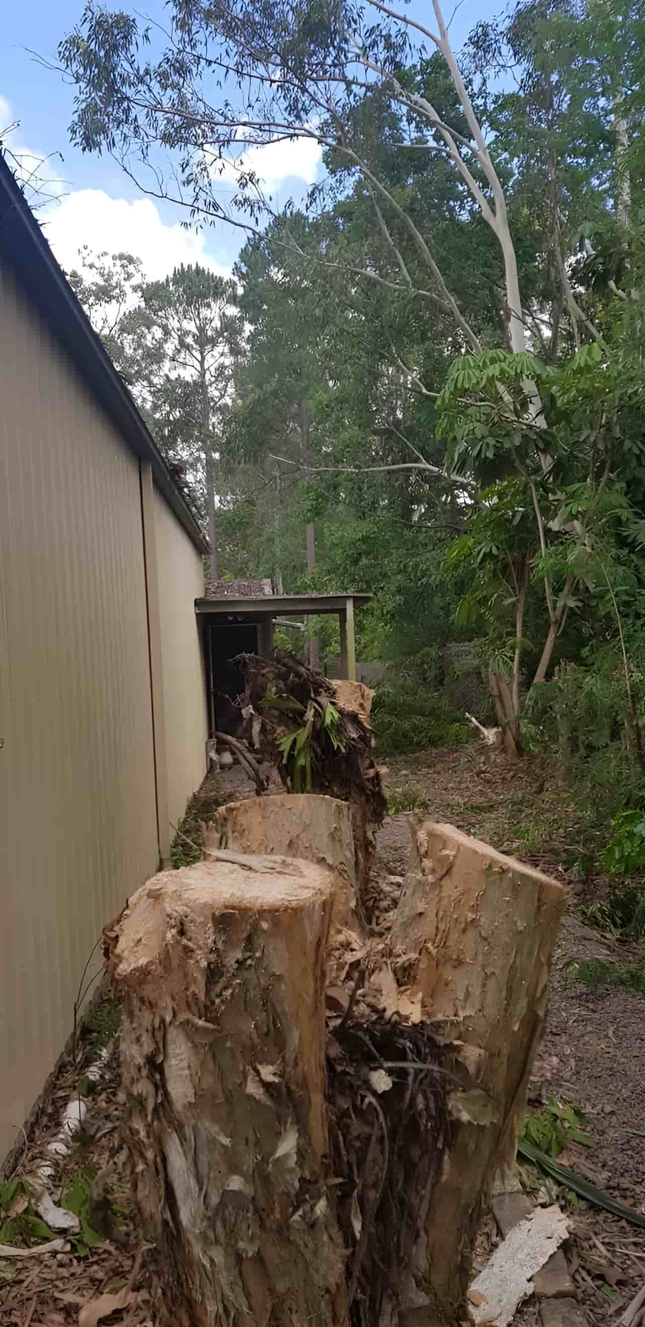 A Large Tree Stump Is Sitting Next To A Building In The Woods — Tom Thumbs Tree Works In Bribie Island, QLD