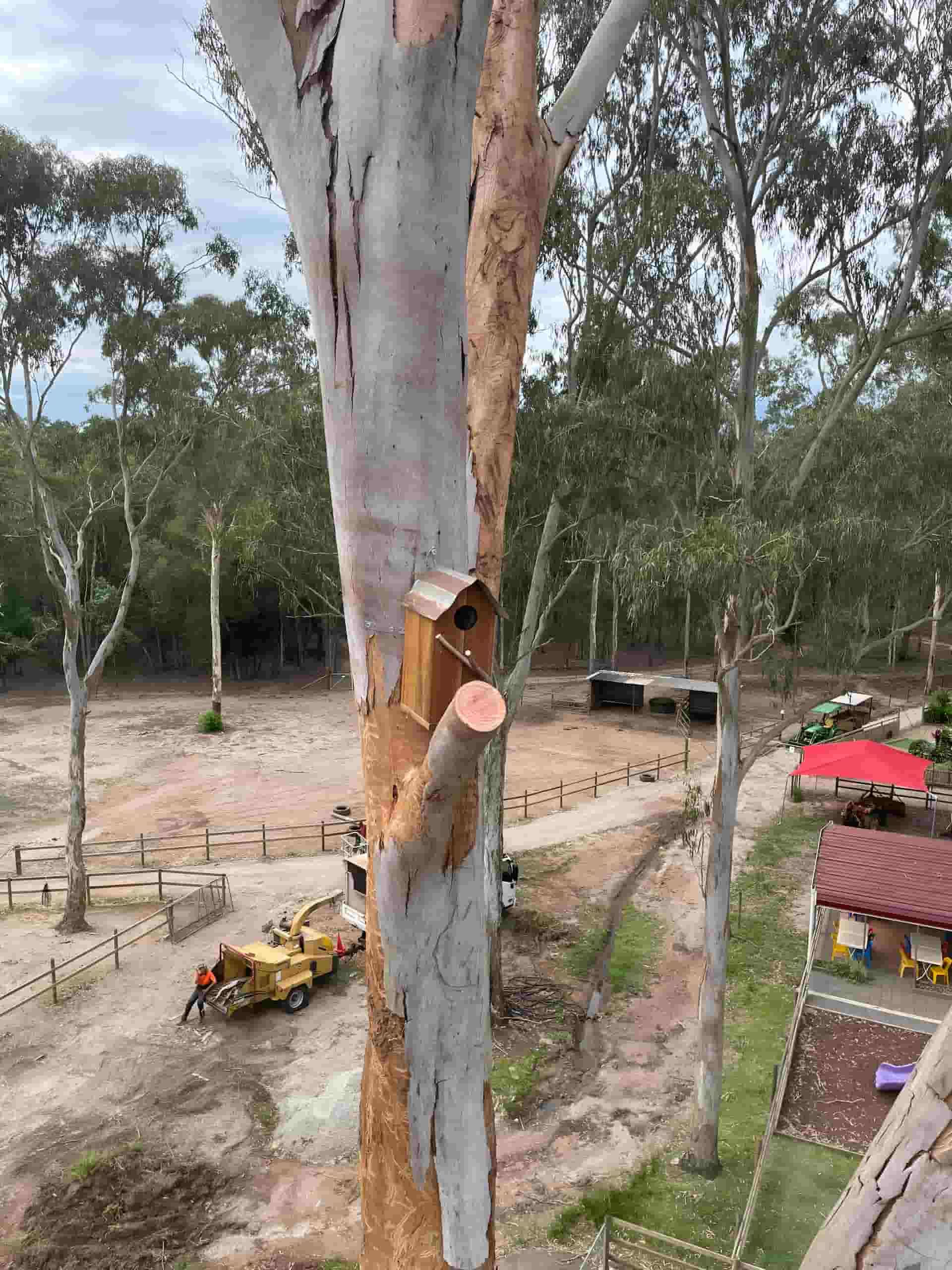 A Birdhouse Is Sitting On A Tree Branch In The Middle Of A Forest — Tom Thumbs Tree Works In Beerwah, QLD