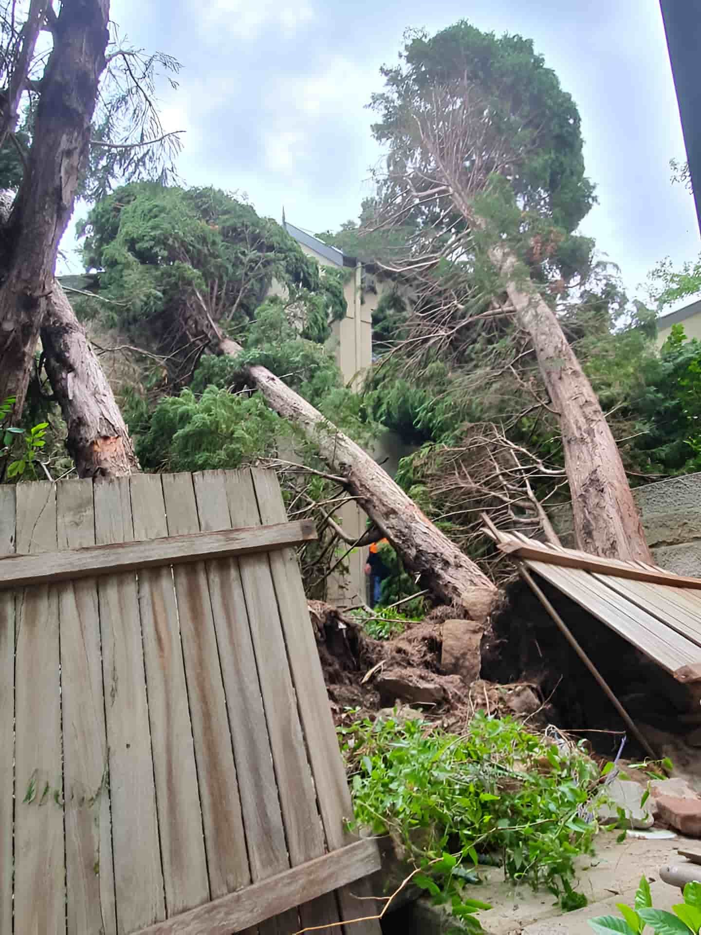 A Tree Has Fallen On A Wooden Fence In A Backyard — Tom Thumbs Tree Works In Beachmere, QLD