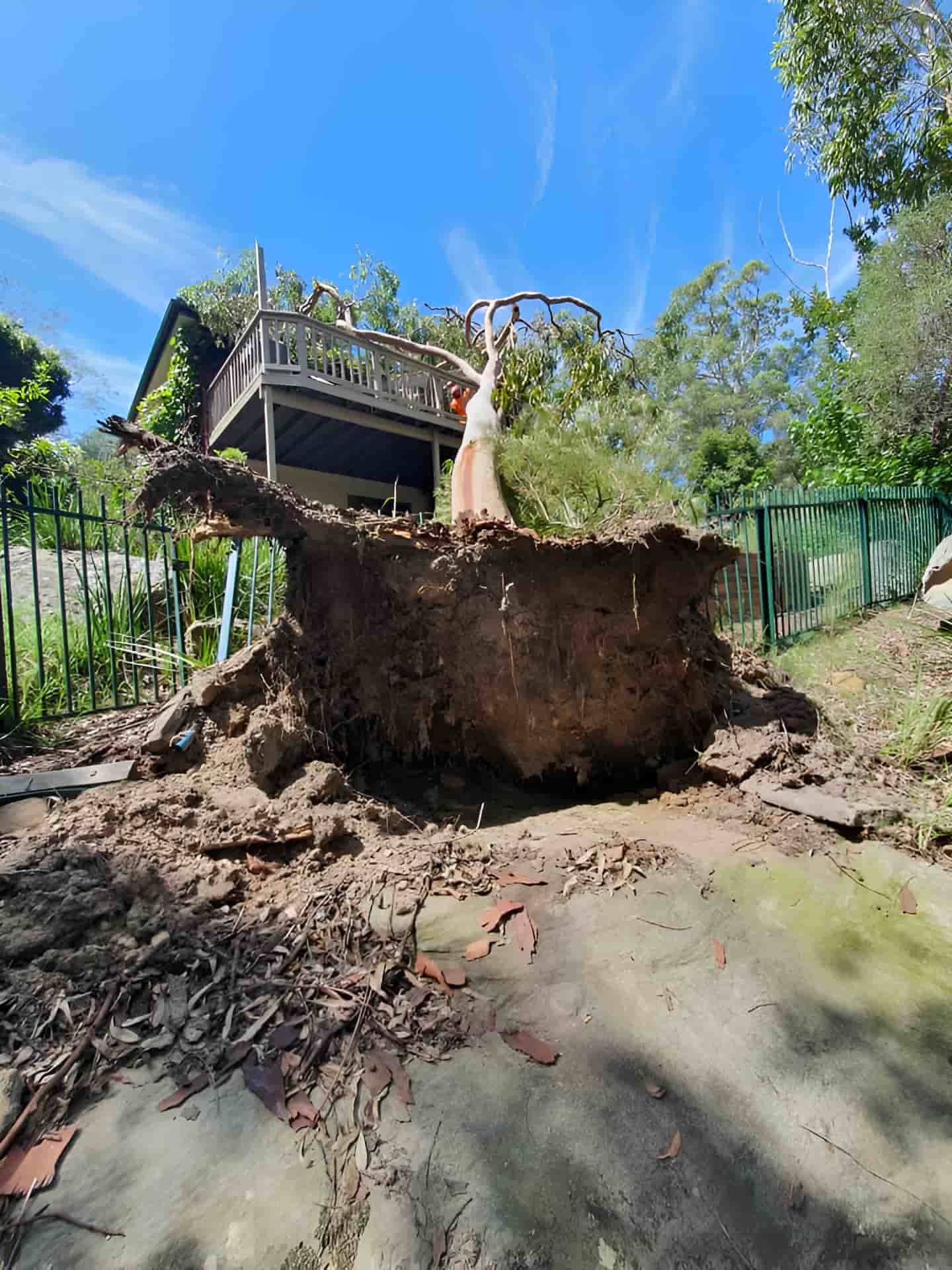 A Large Tree Stump Is Sitting In The Dirt In Front Of A House — Tom Thumbs Tree Works In Wamuran, QLD