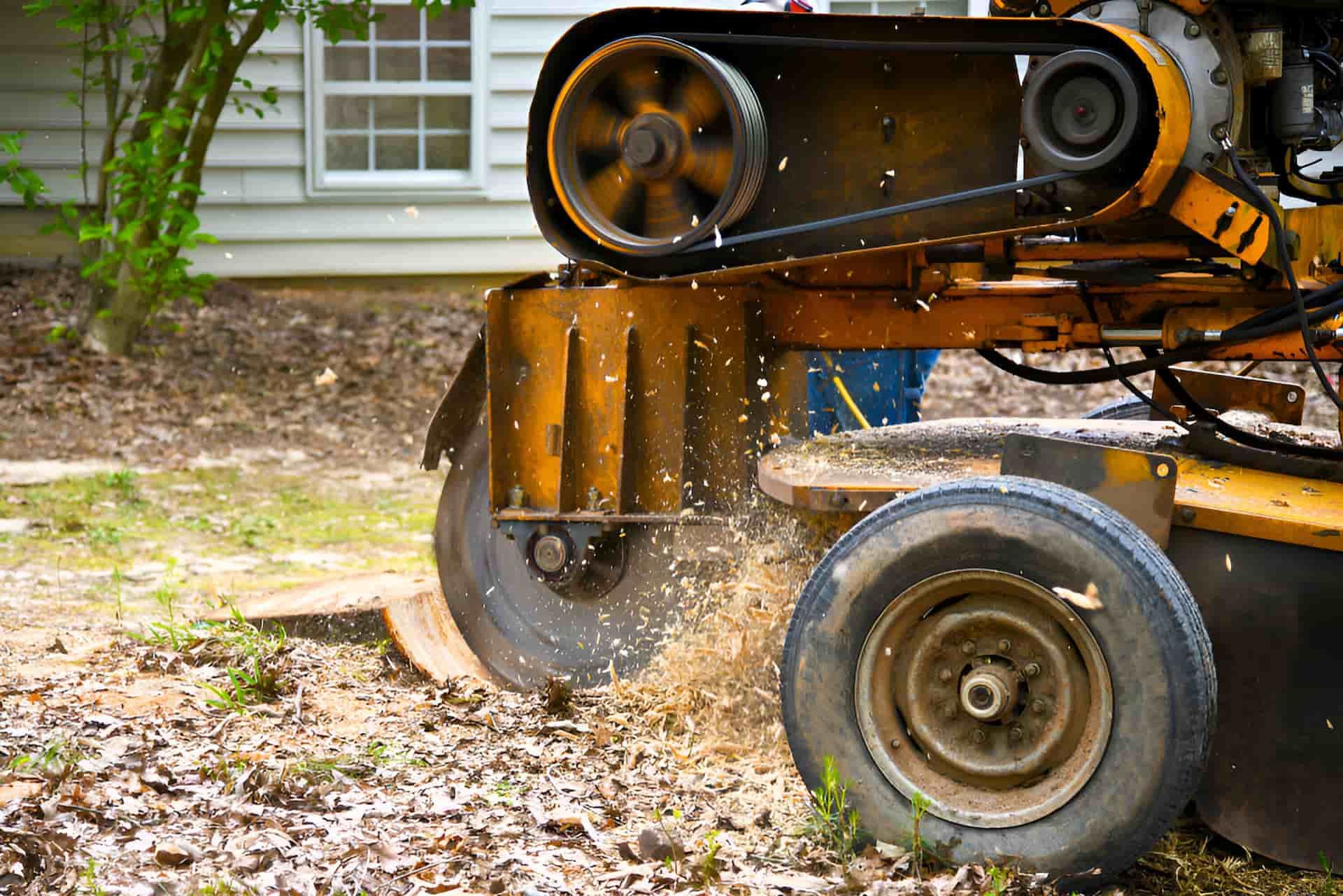 A Tree Stump Grinder Is Cutting A Tree Stump In A Yard — Tom Thumbs Tree Works In Elimbah, QLD
