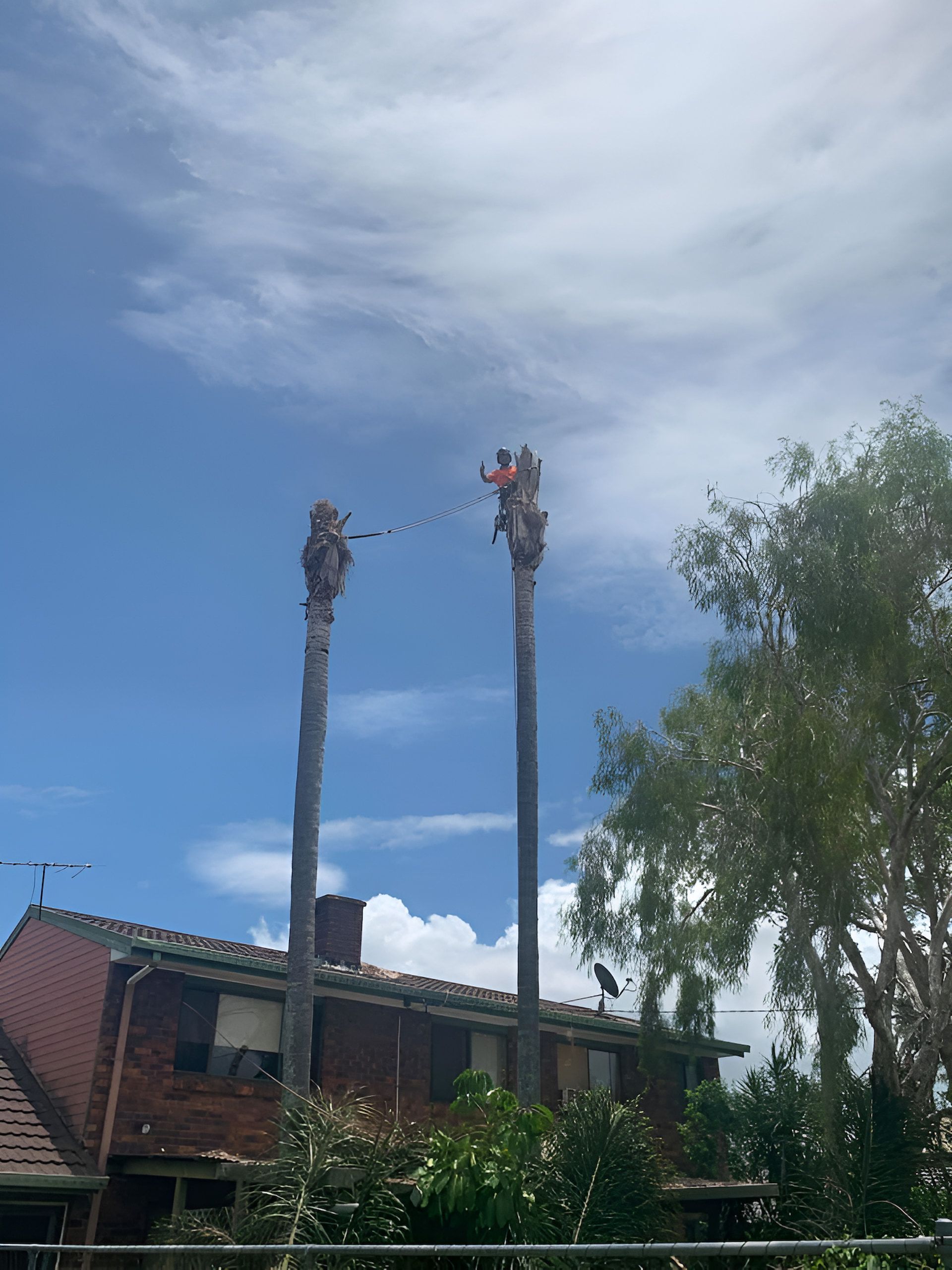Two Palm Trees Are Being Cut Down In Front Of A House — Tom Thumbs Tree Works In Narangba, QLD