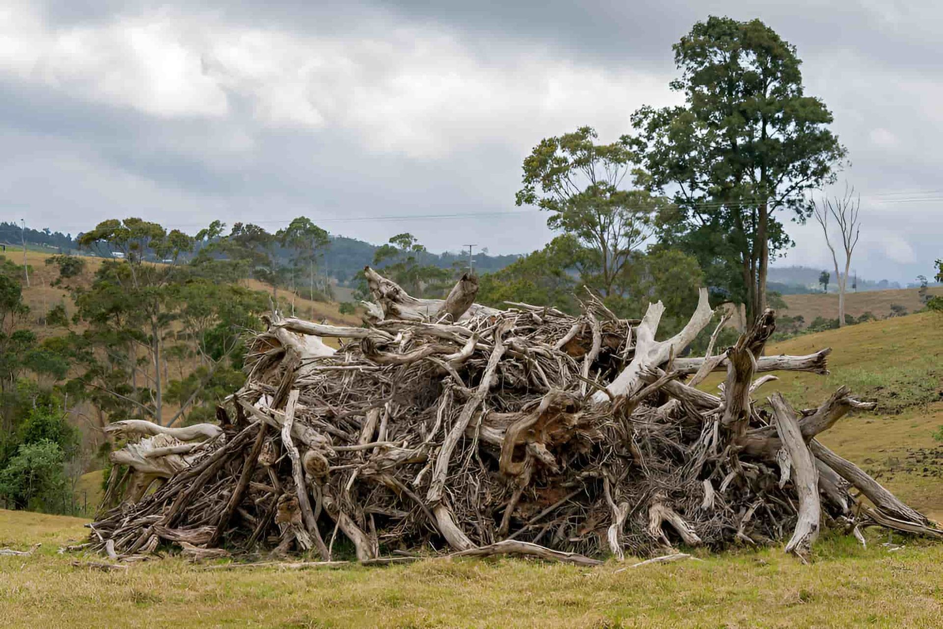 A Pile Of Logs In A Field With A Tree In The Background — Tom Thumbs Tree Works In Bribie Island, QLD