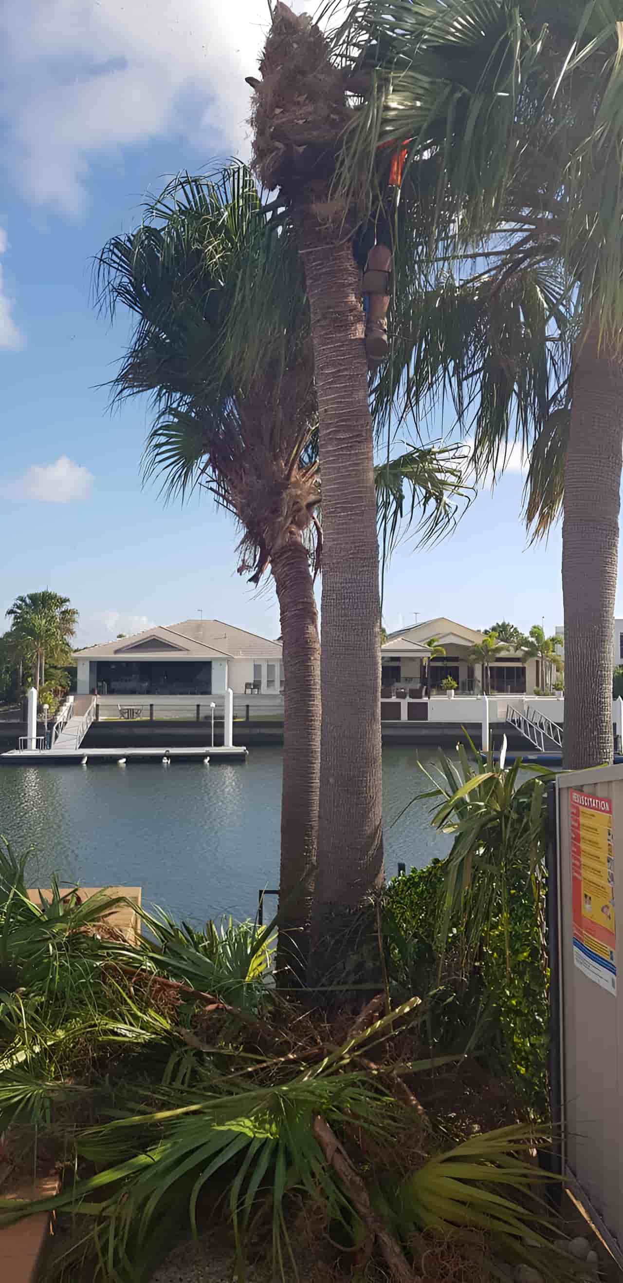 A Couple Of Palm Trees Next To A Body Of Water With A House In The Background — Tom Thumbs Tree Works In Bribie Island, QLD