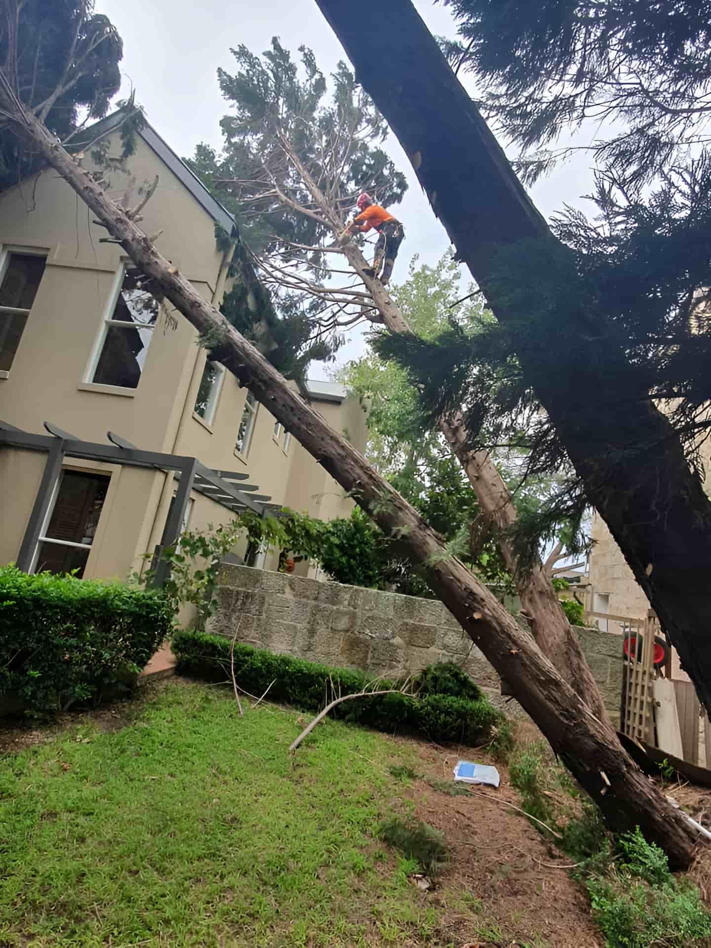 A Man Is Climbing A Tree In Front Of A House — Tom Thumbs Tree Works In Bribie Island, QLD