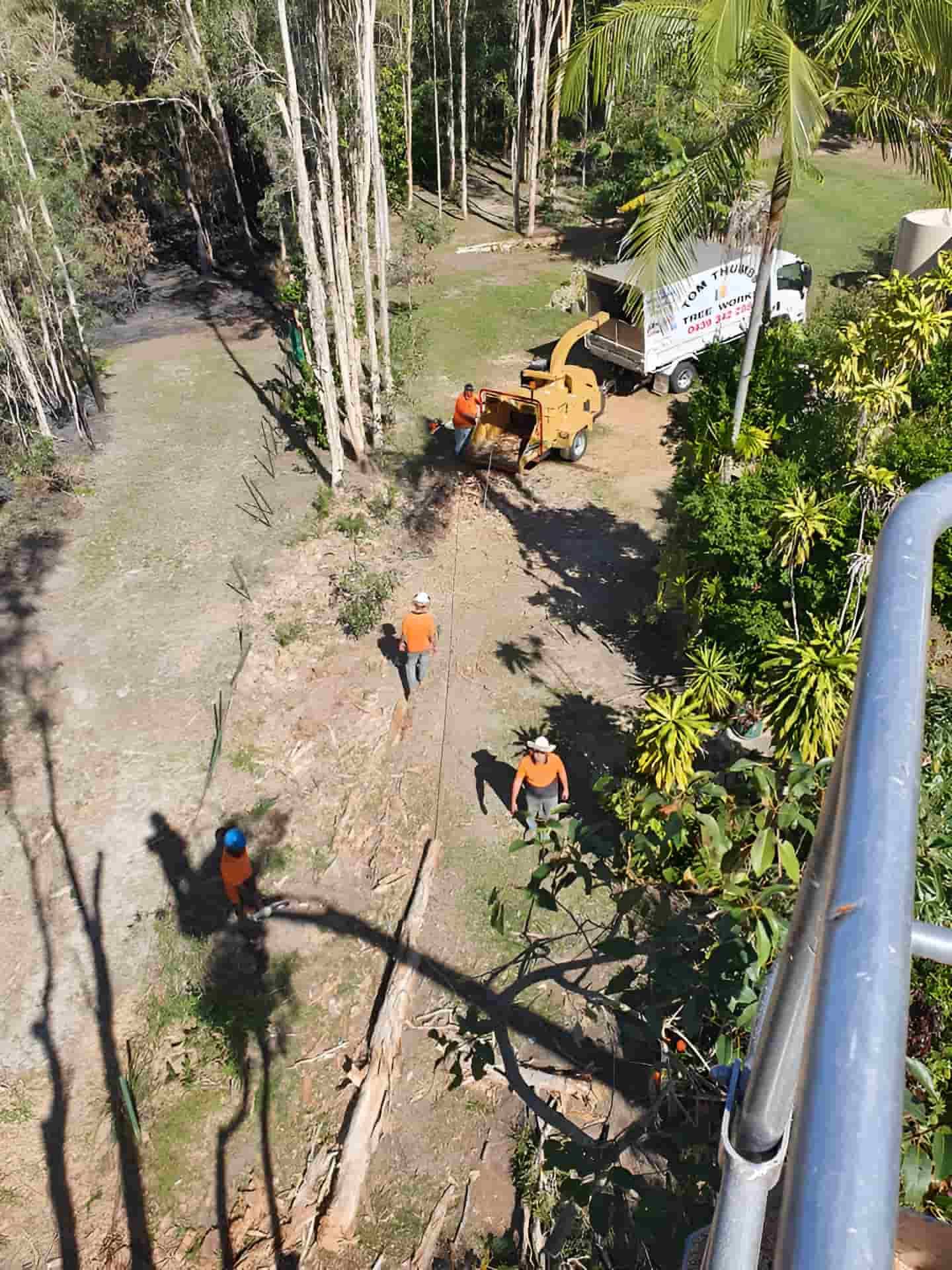 A Group Of People Are Working On A Tree In A Forest — Tom Thumbs Tree Works In Delaneys Creek, QLD