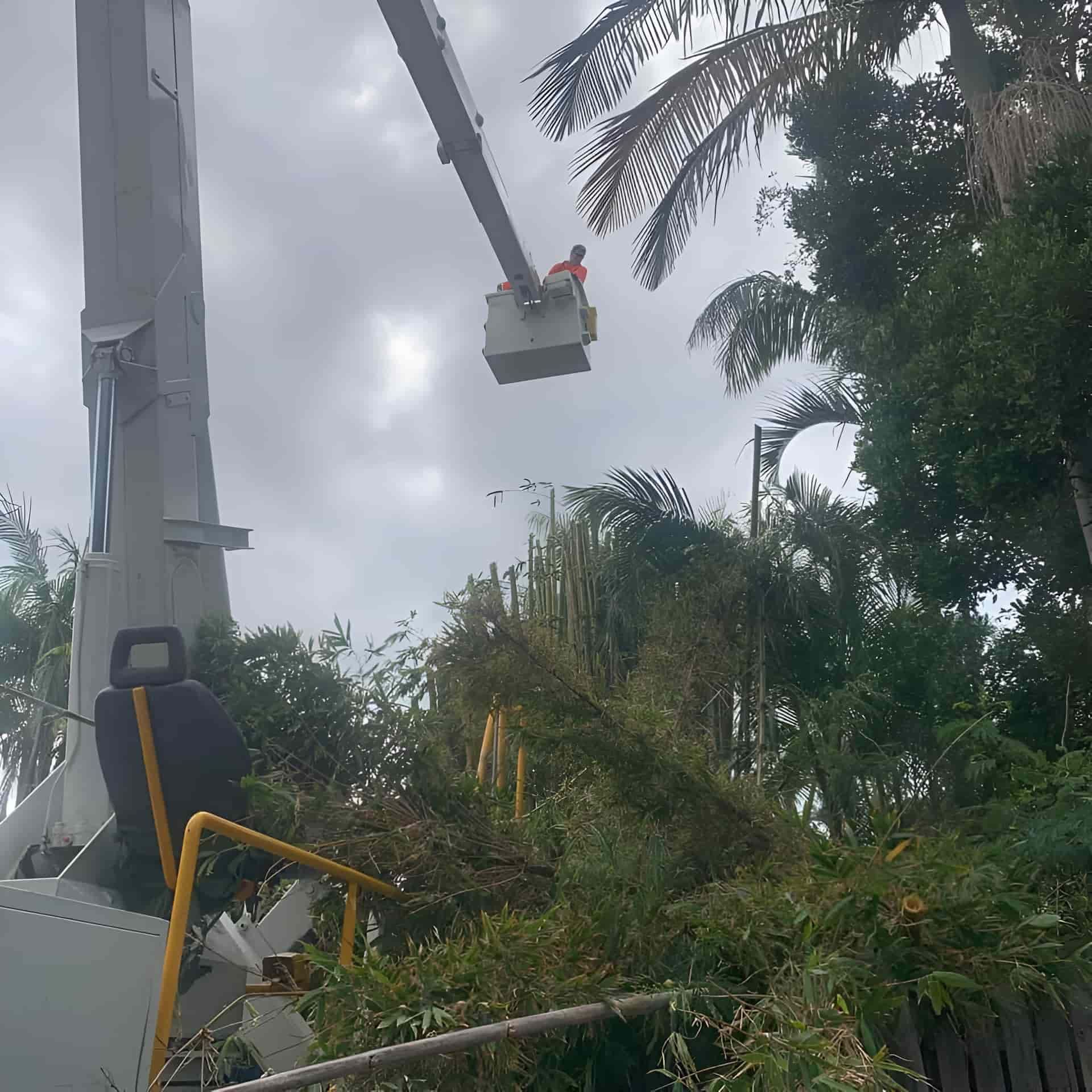 A Man In A Bucket Is Cutting A Tree — Tom Thumbs Tree Works In Delaneys Creek, QLD