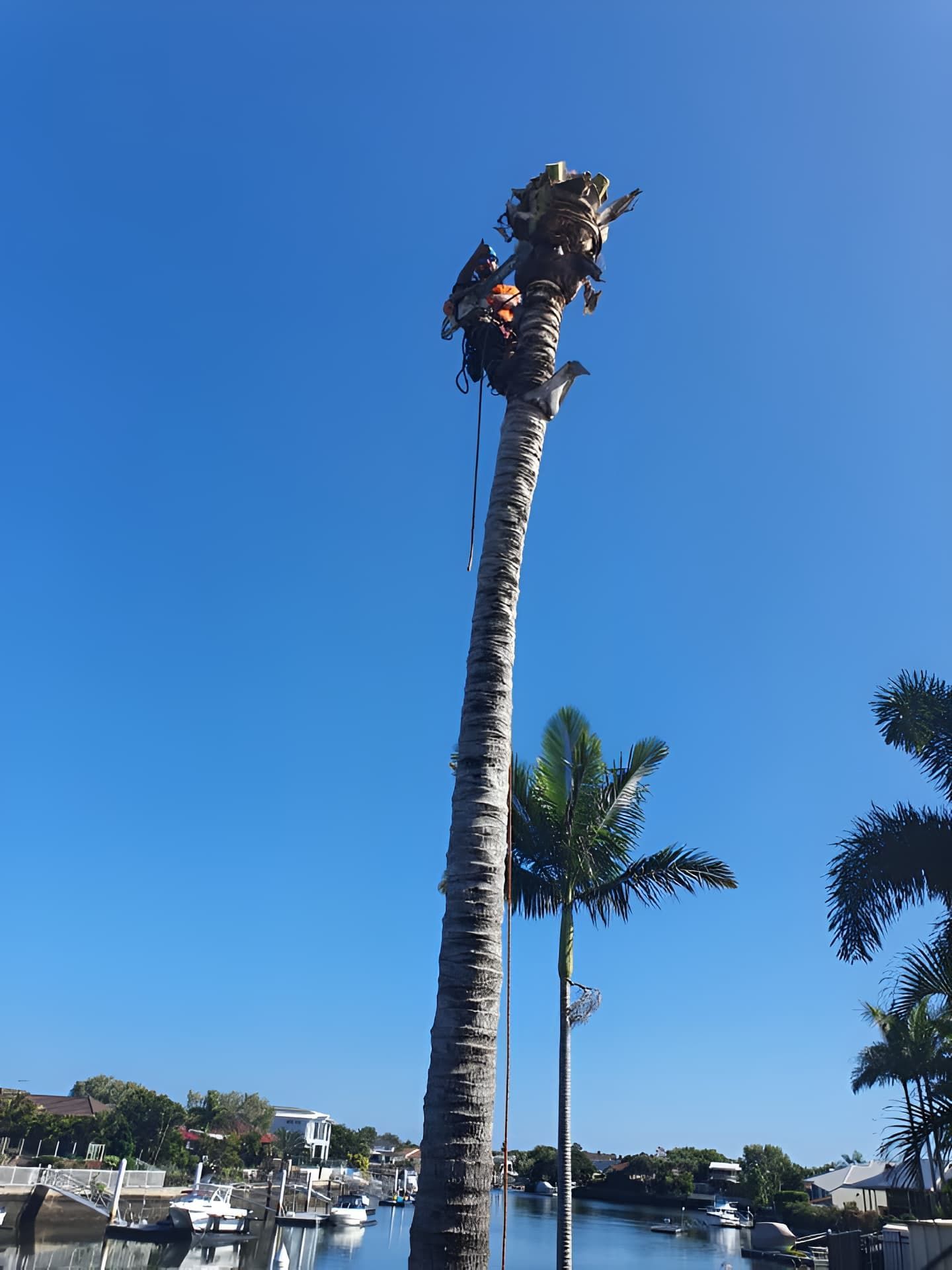 A Man Is Climbing A Palm Tree Next To A Body Of Water — Tom Thumbs Tree Works In Wamuran, QLD