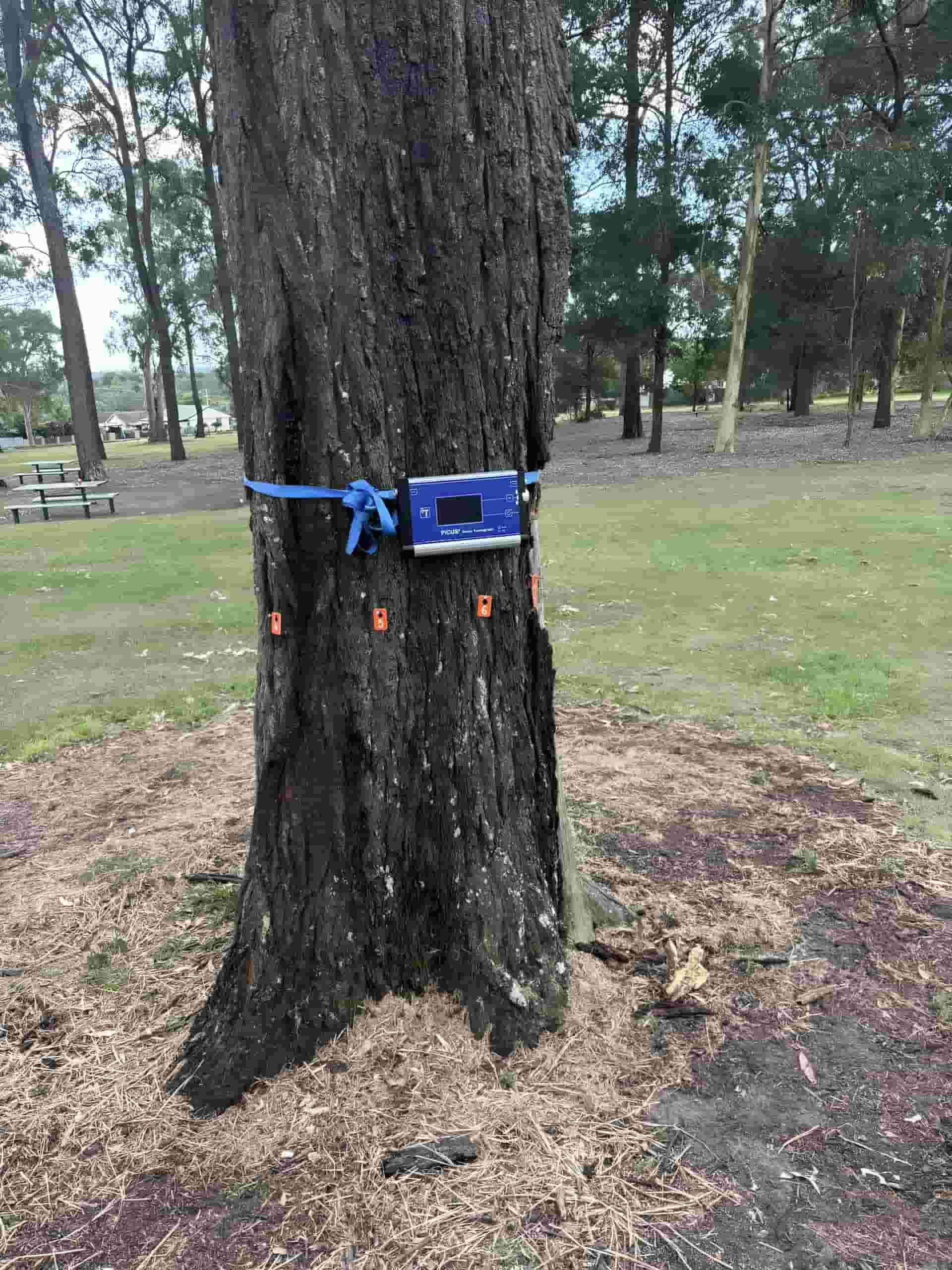 A Tree With A Blue Rope Around It In A Park — Tom Thumbs Tree Works In Narangba, QLD